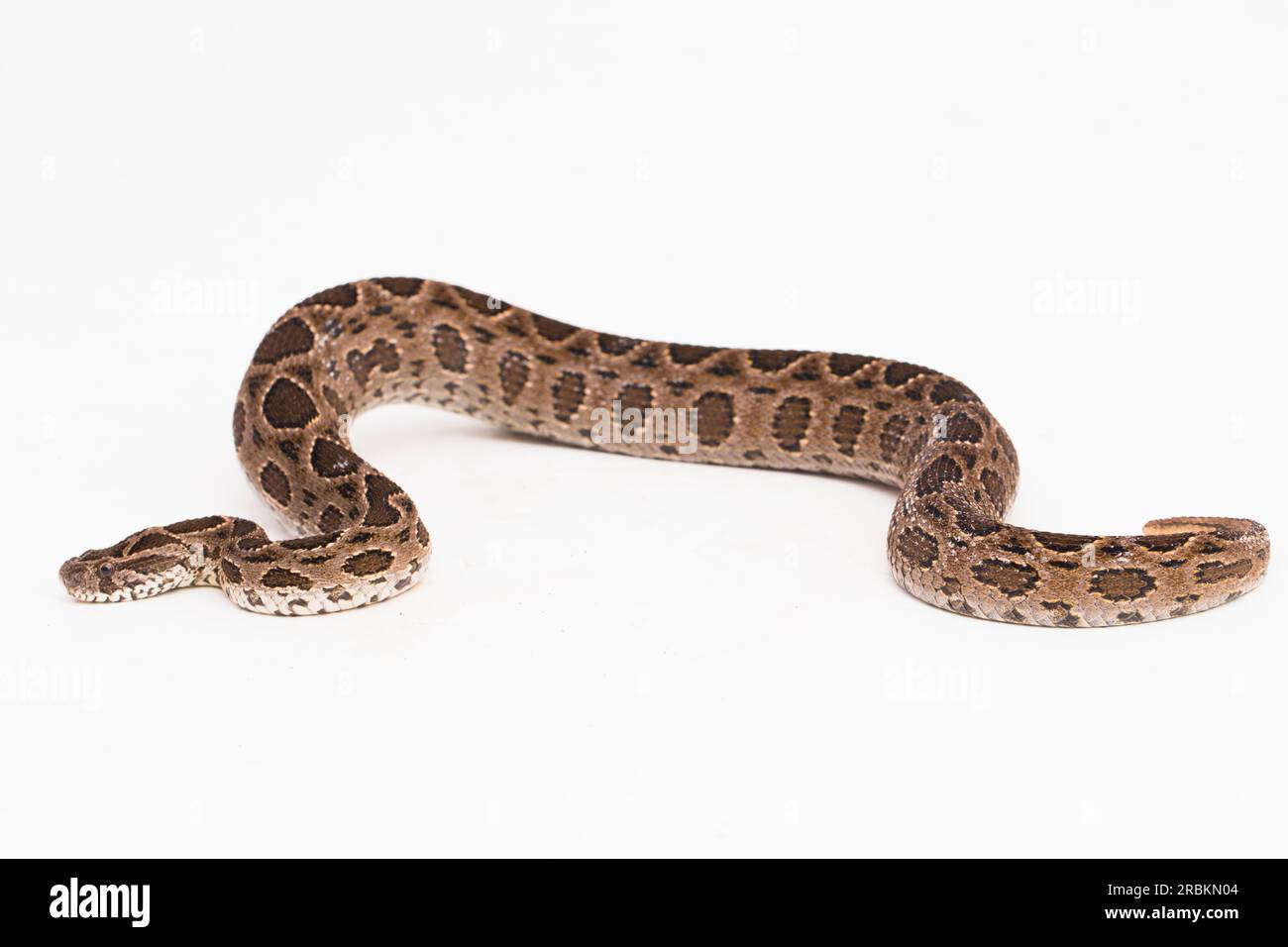 Russel's Viper Snake oder Eastern Russels Viper Daboia Siamensis isoliert auf weißem Hintergrund Stockfoto