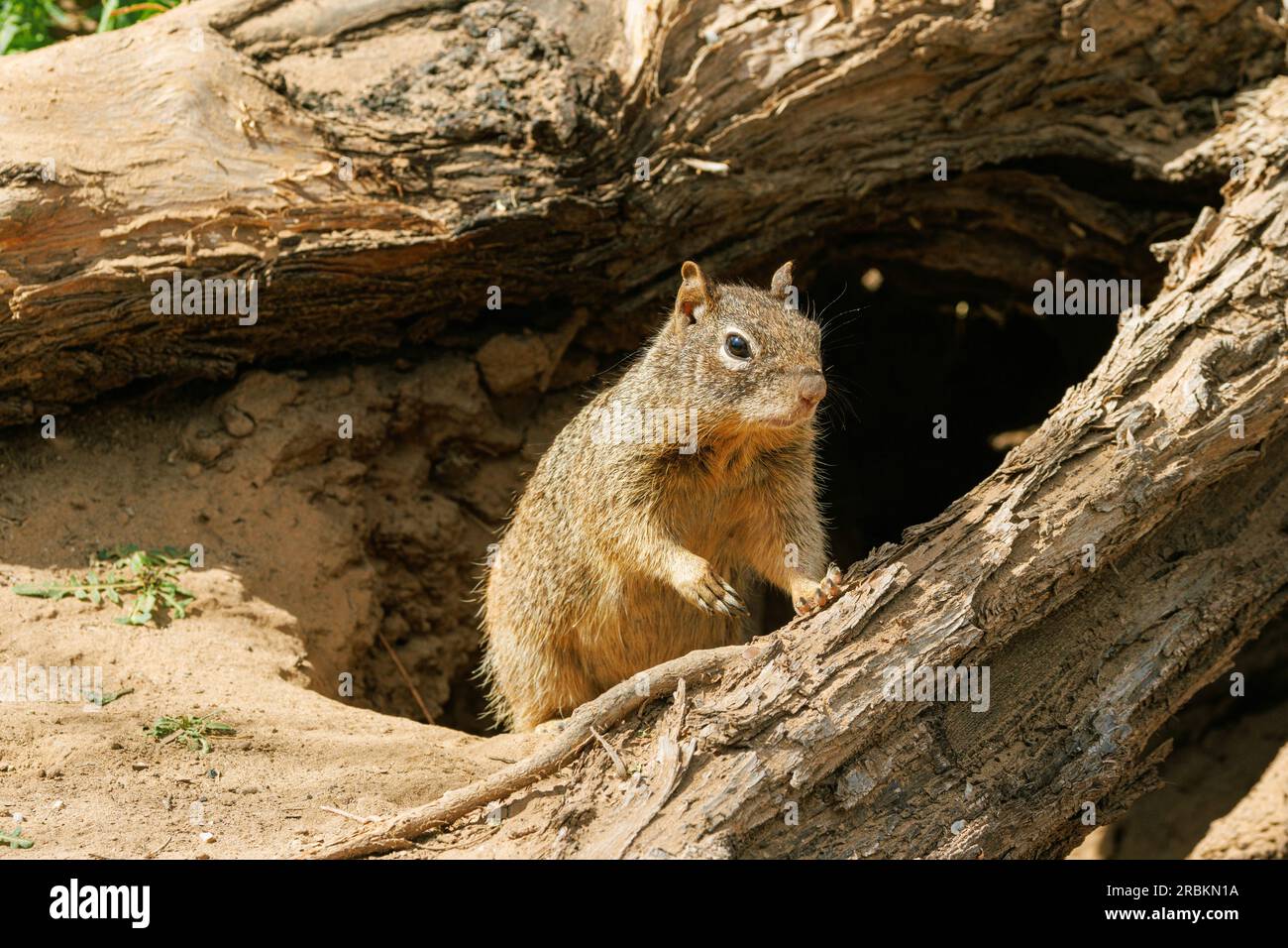 Rock Eichhörnchen (Citellus variegatus), sichert sich am Eingang zum Den, USA, Arizona, Bush Highway Stockfoto