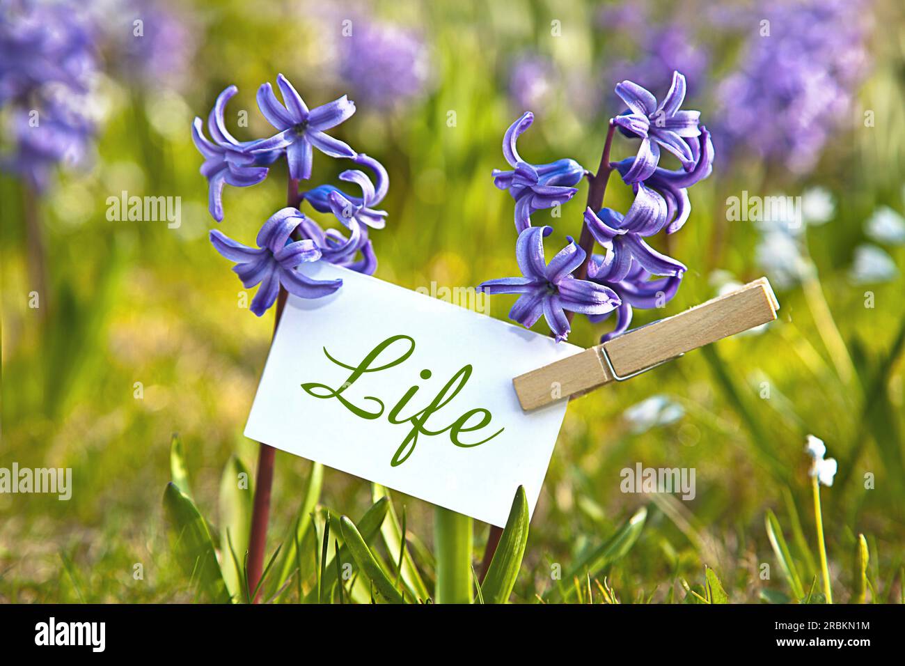 Memoblatt bei den blauen Hyazinthen, die Life schreiben Stockfoto