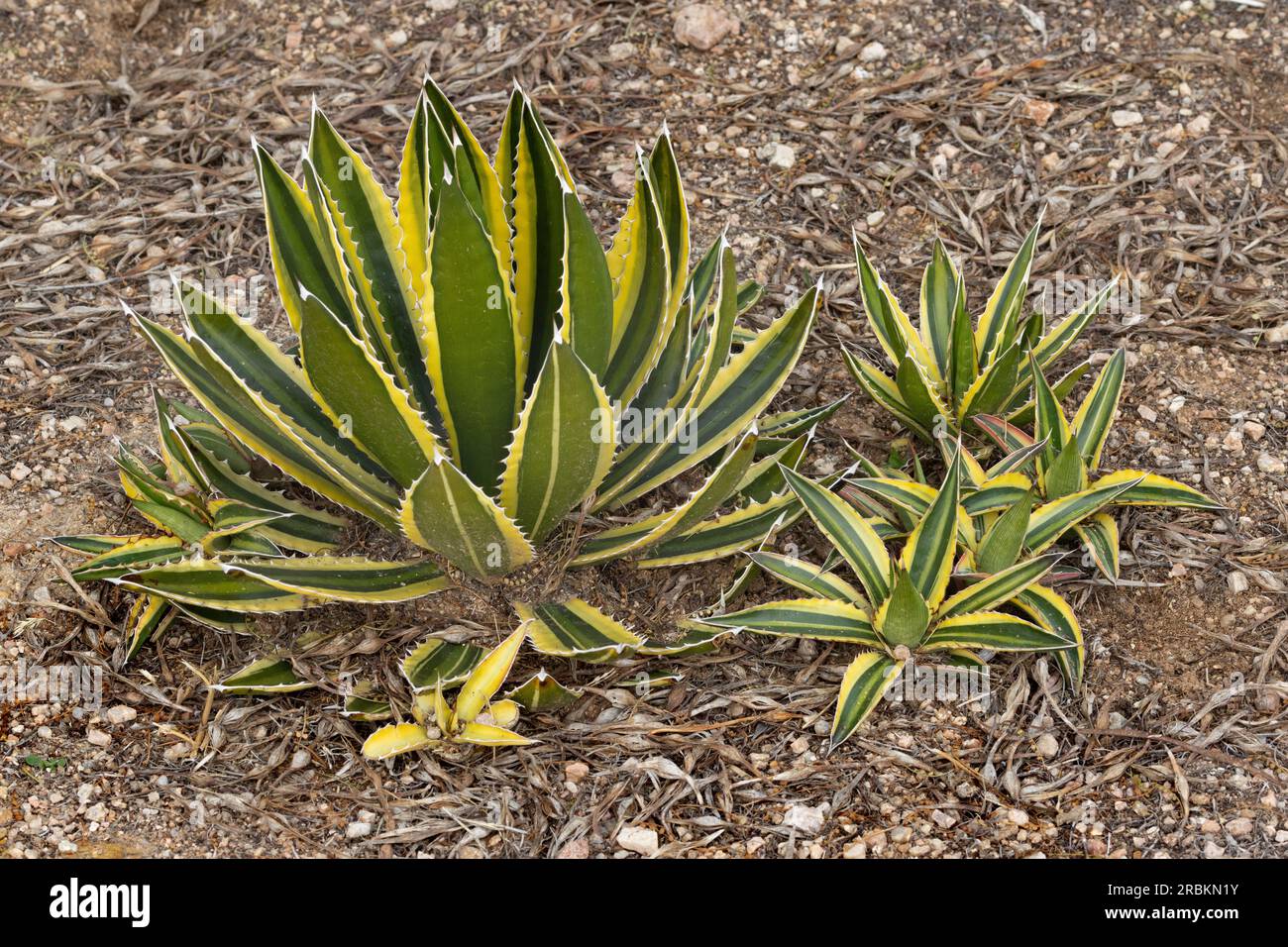 Agave, Century Plant (Agave americana), Leaf Rosettes, USA, Arizona, Scottsdale Stockfoto