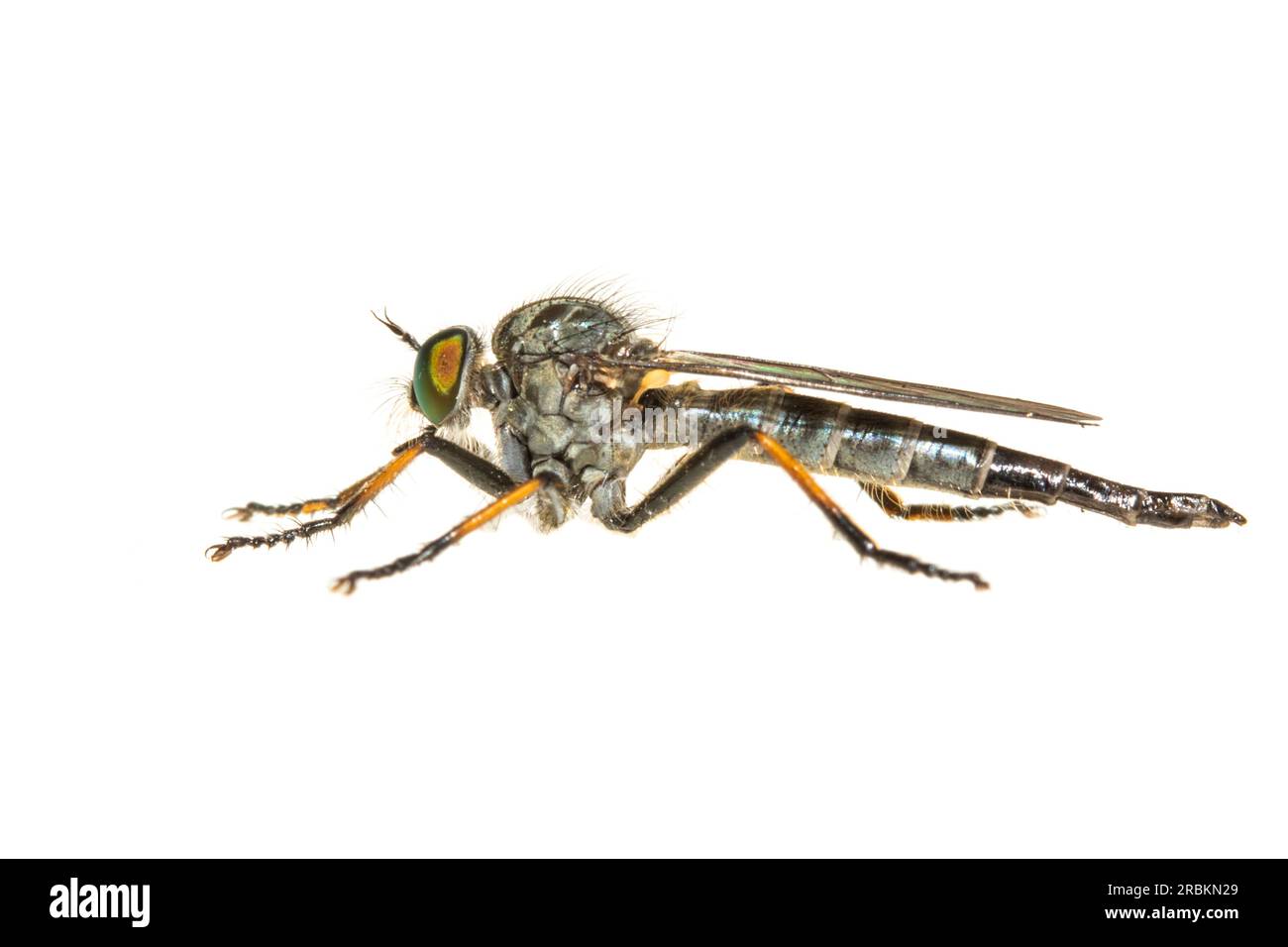 Gemeine Asche Robberfly, Awl Robberfly (Neoitamus cyanurus, Itamus cyanurus), Seitenansicht, Ausschnitt, Niederlande Stockfoto