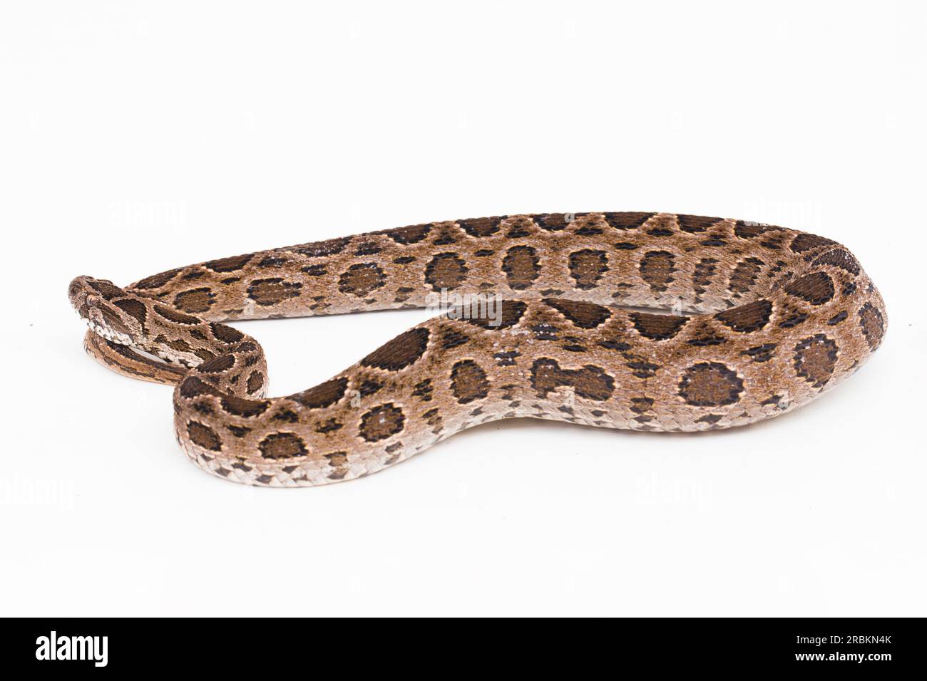 Russel's Viper Snake oder Eastern Russels Viper Daboia Siamensis isoliert auf weißem Hintergrund Stockfoto