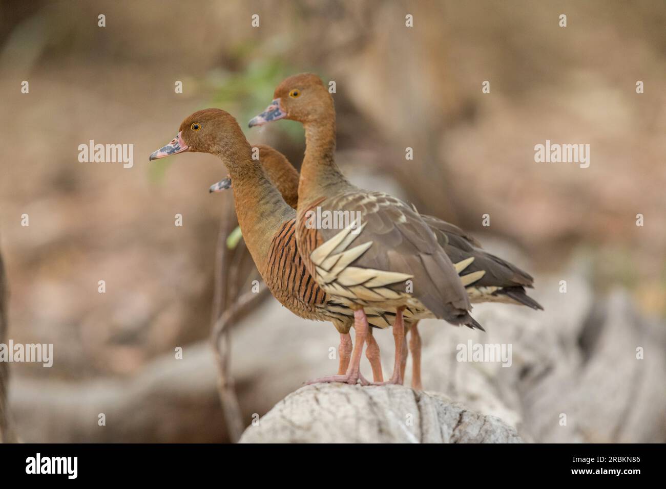 Kakadu sitzt auf einem Baum, Australien Stockfotografie - Alamy