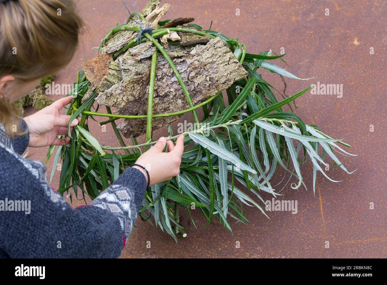 Europäisches Rotes Eichhörnchen, eurasisches Rotes Eichhörnchen (Sciurus vulgaris), Bau eines dreys, Schritt 6: Die Wand des Globus ist aus Zweigen, Strähnen, Moos geformt Stockfoto