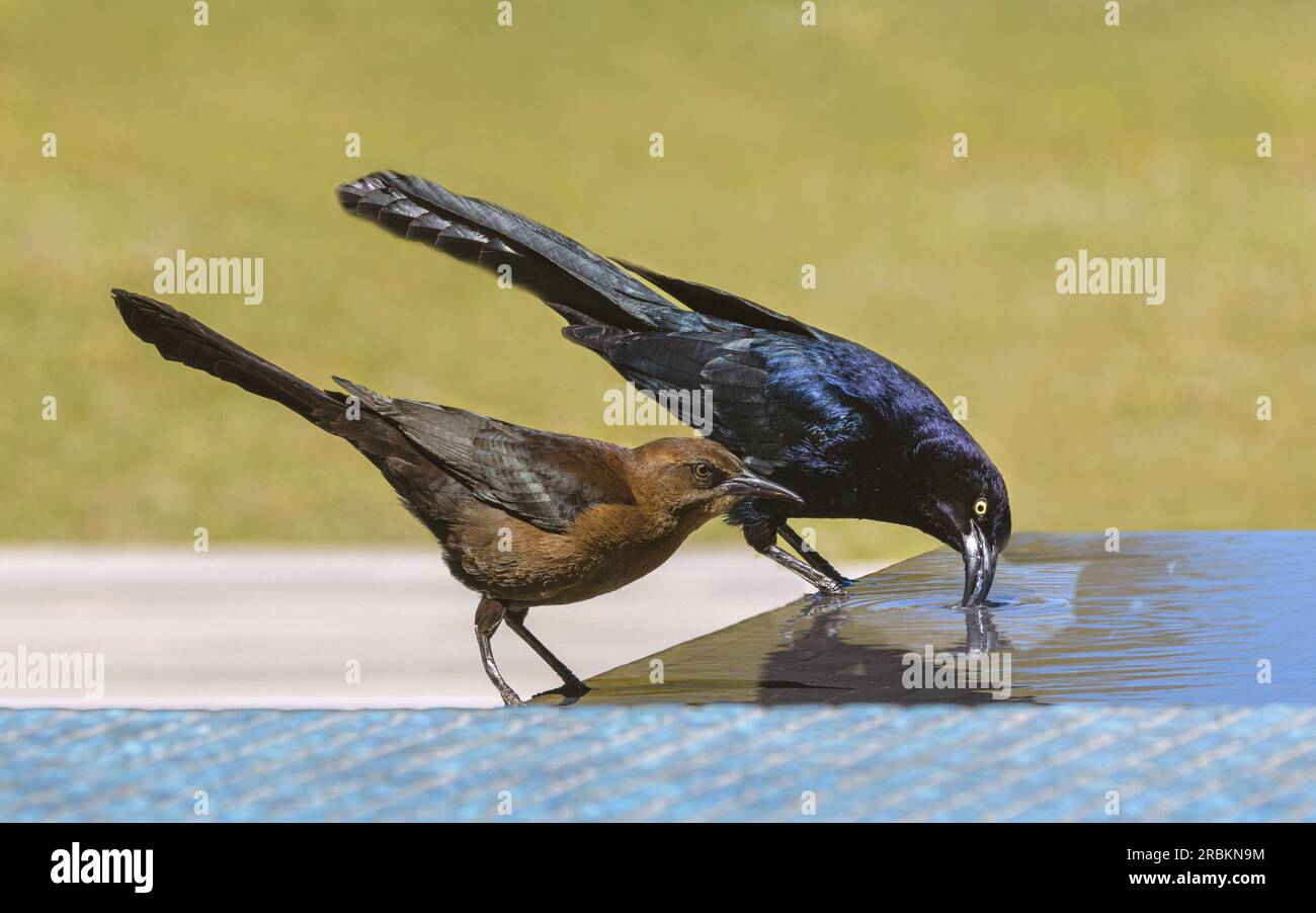 Großschwanzgrackle (Quiscalus mexicanus), männliche und weibliche Tiere, die gemeinsam an einem Wasserort trinken, Seitenansicht, USA, Arizona, Scottsdale Stockfoto