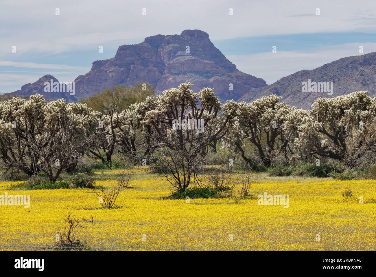 Teddybär cholla, Jumping cholla, Silver cholla (Opuntia bigelovii, Cylindropuntia bigelovii), in der Wüste Sonora mit gelbem Blumenteppich, USA, Stockfoto