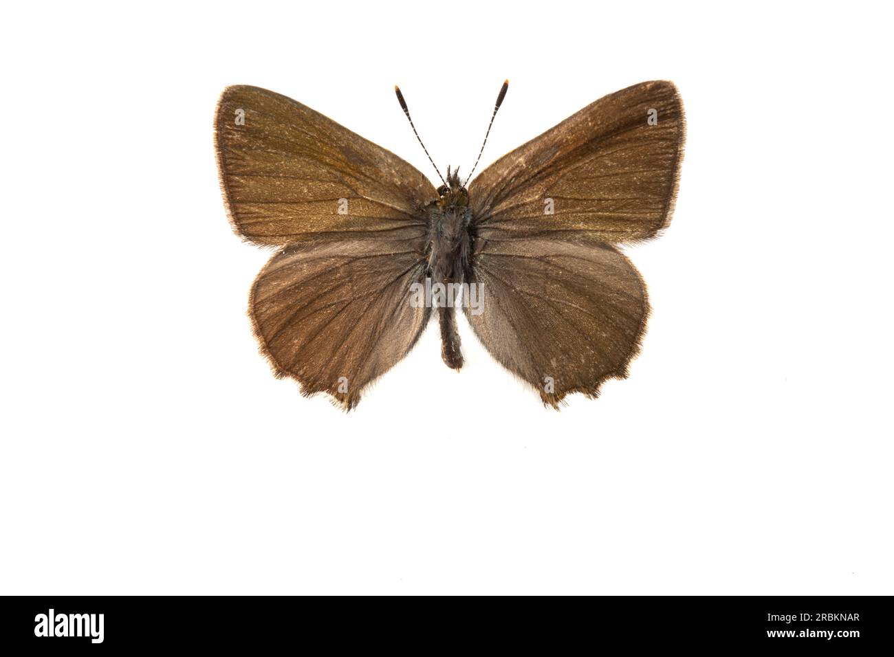 Grüne Haarsträhne (Callophrys rubi), auf dem Kopf, ausgeschnitten, Frankreich Stockfoto