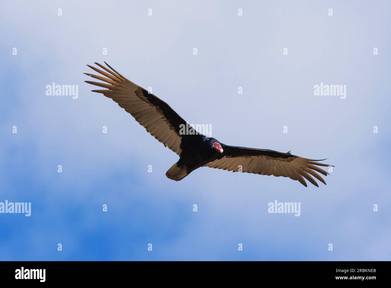 truthahngeier (Cathartes Aura), Circling, USA, Arizona Stockfoto