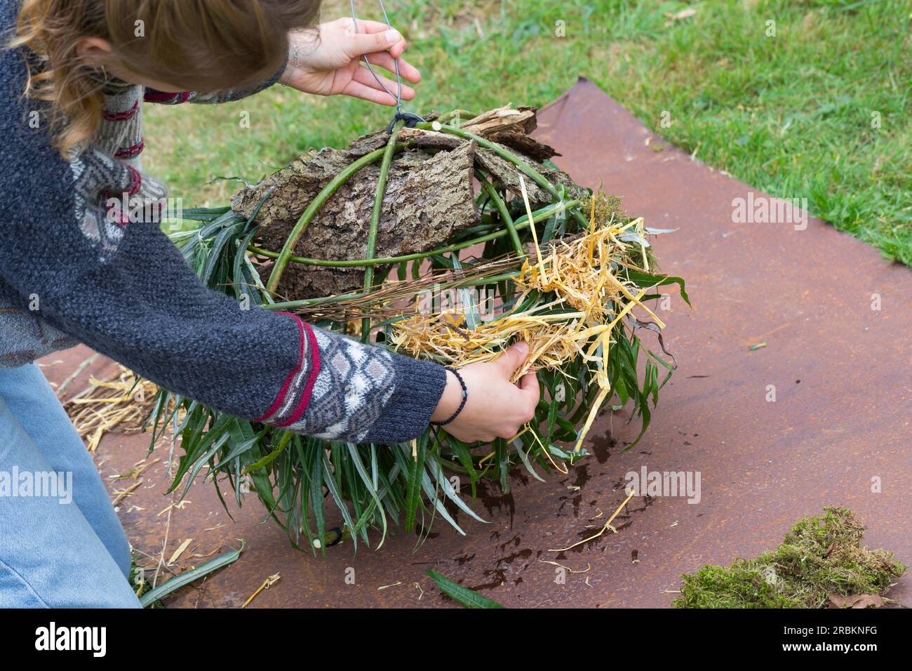 Europäisches Rotes Eichhörnchen, eurasisches Rotes Eichhörnchen (Sciurus vulgaris), Bau eines dreys, Schritt 6: Die Wand des Globus ist aus Zweigen, Strähnen, Moos geformt Stockfoto