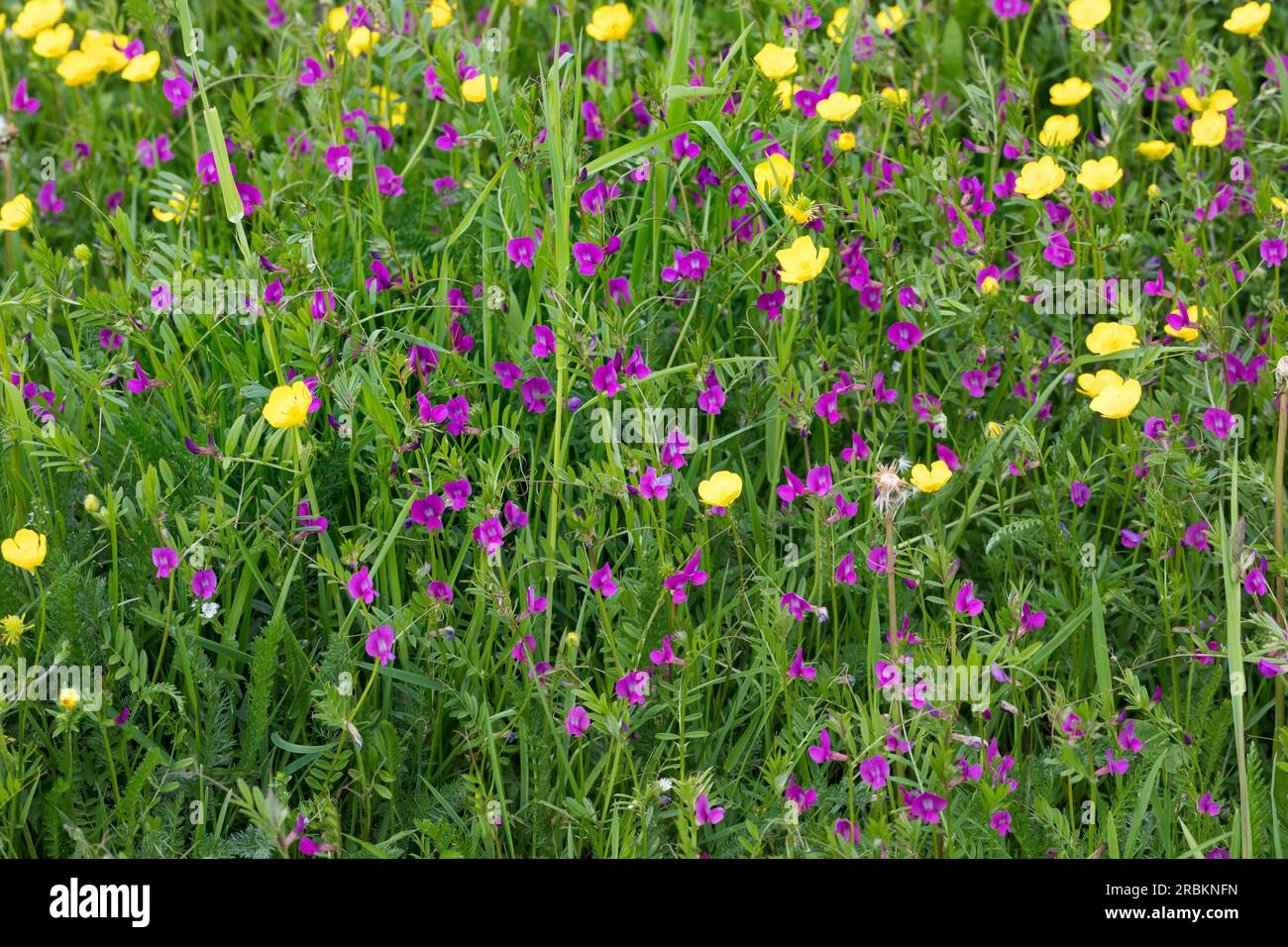 Wicken (Vicia angustifolia ssp. Segetalis, Vicia segetalis, Vicia sativa subsp. Segetalis), blühend unter Butterblumen, Deutschland Stockfoto