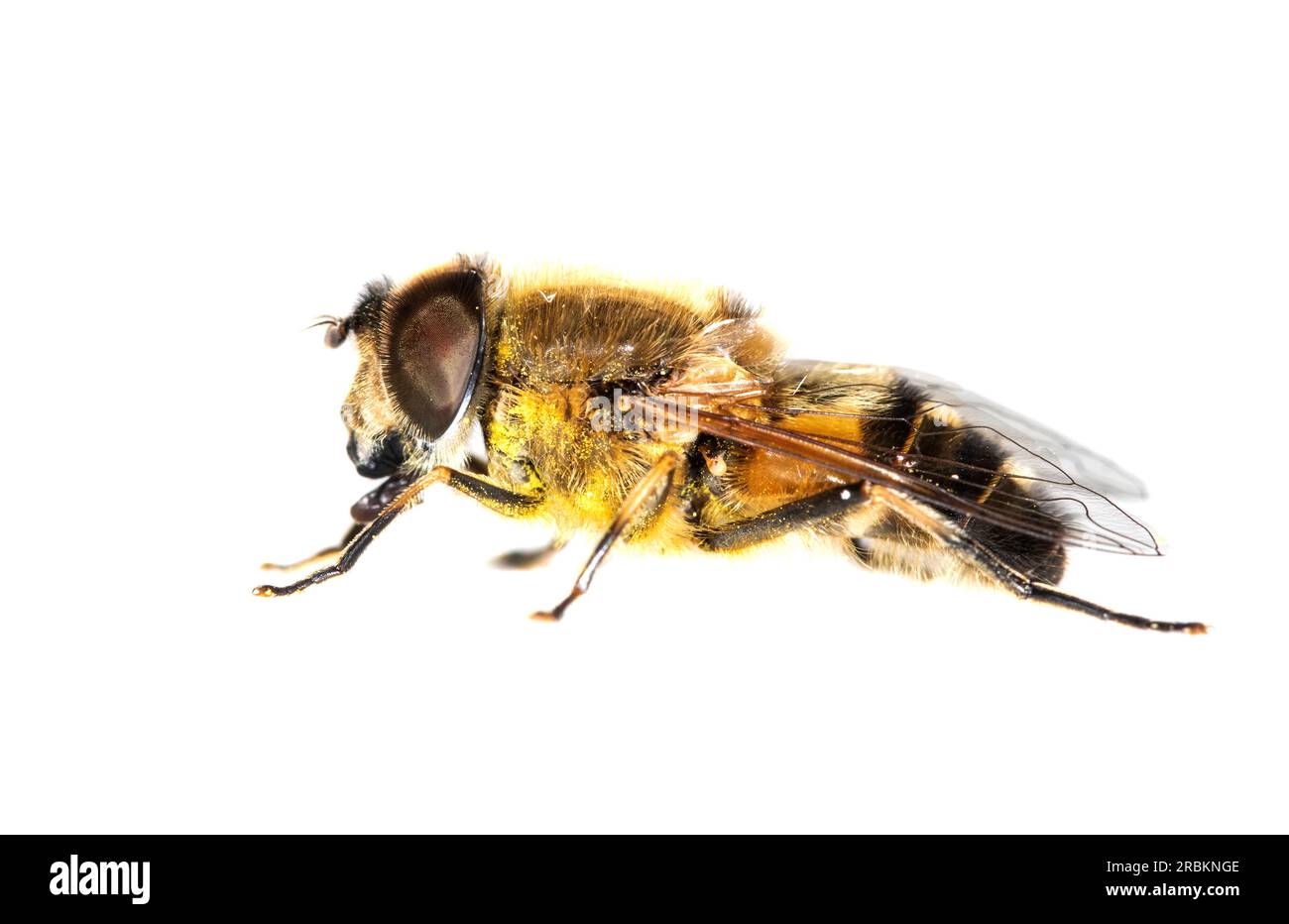 Glasflügelfliege (Eristalis similis), Seitenansicht, Ausschnitt, Niederlande Stockfoto