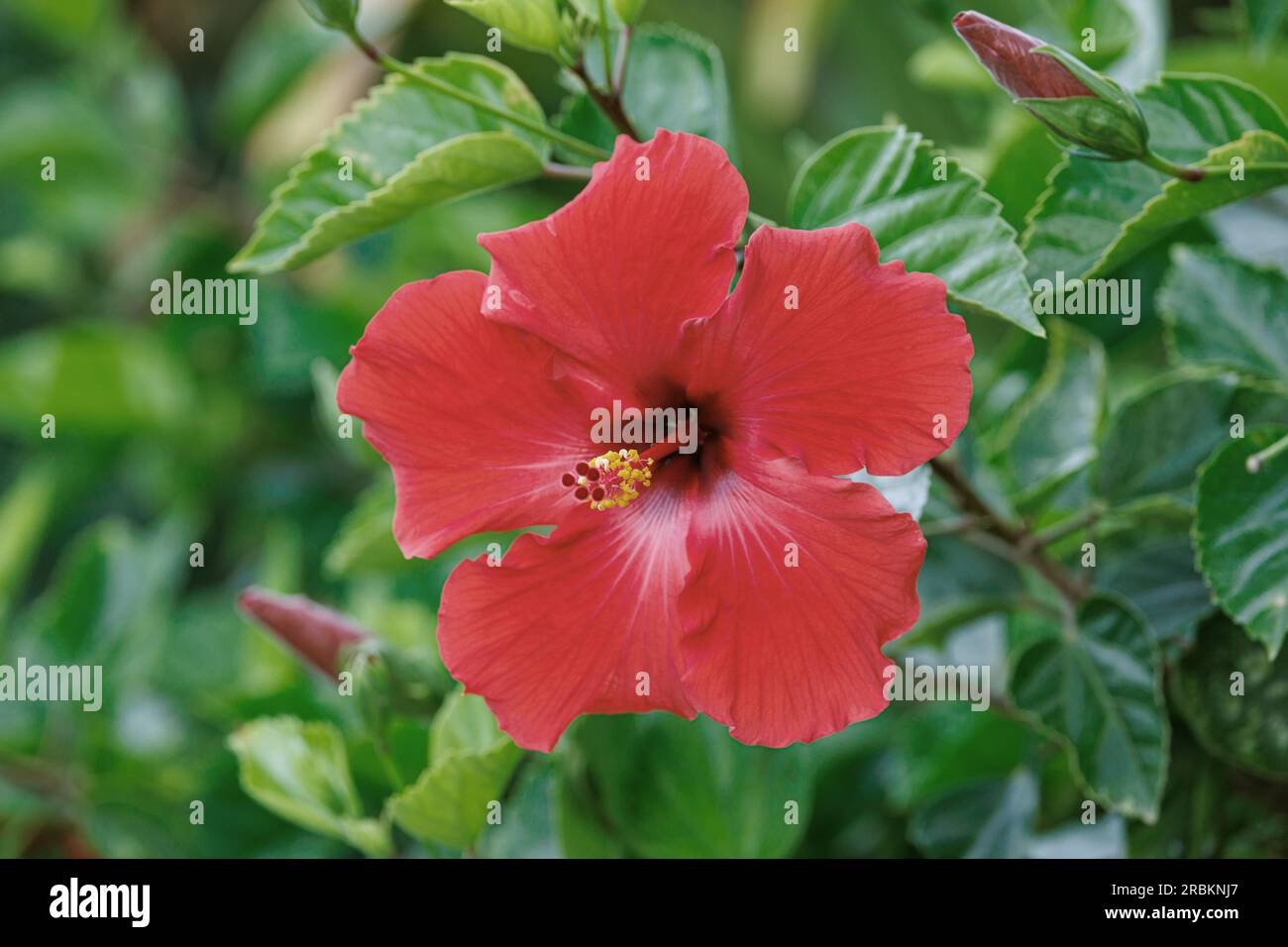 Chinesischer Hibiskus (Hibiscus rosa-sinensis) mit roter Blume, USA, Hawaii Stockfoto