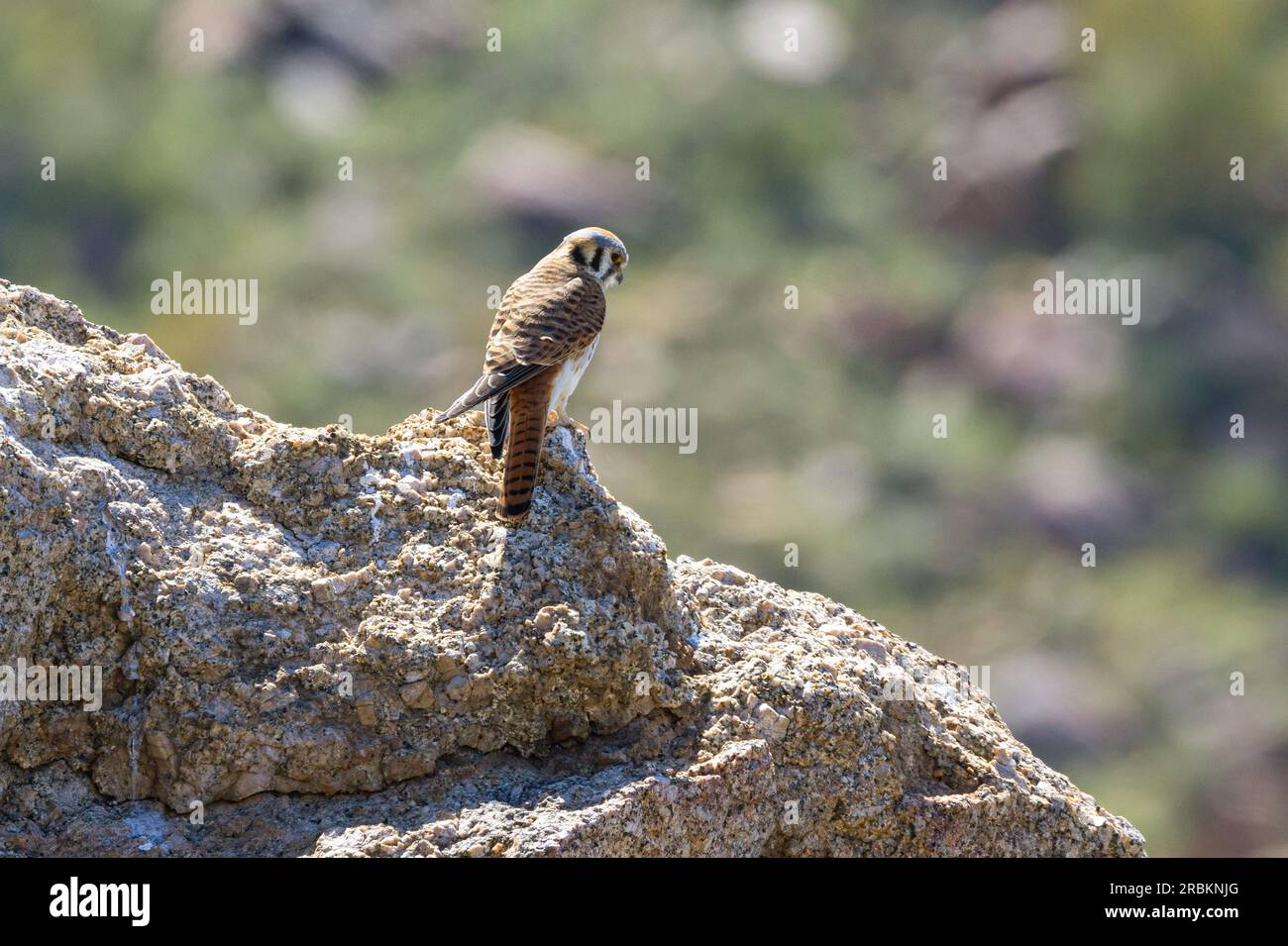 Amerikanisches Falco sparverius, weiblich auf der Suche nach Beute, Rückansicht, USA, Arizona, Pinnacle Peak, Scottsdale Stockfoto