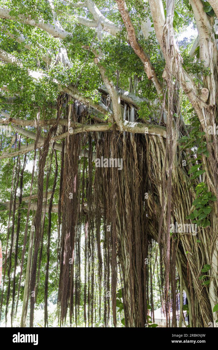 fig (Ficus Spez.), große Pflanze mit Luftwurzeln, USA, Hawaii, Maui Stockfoto