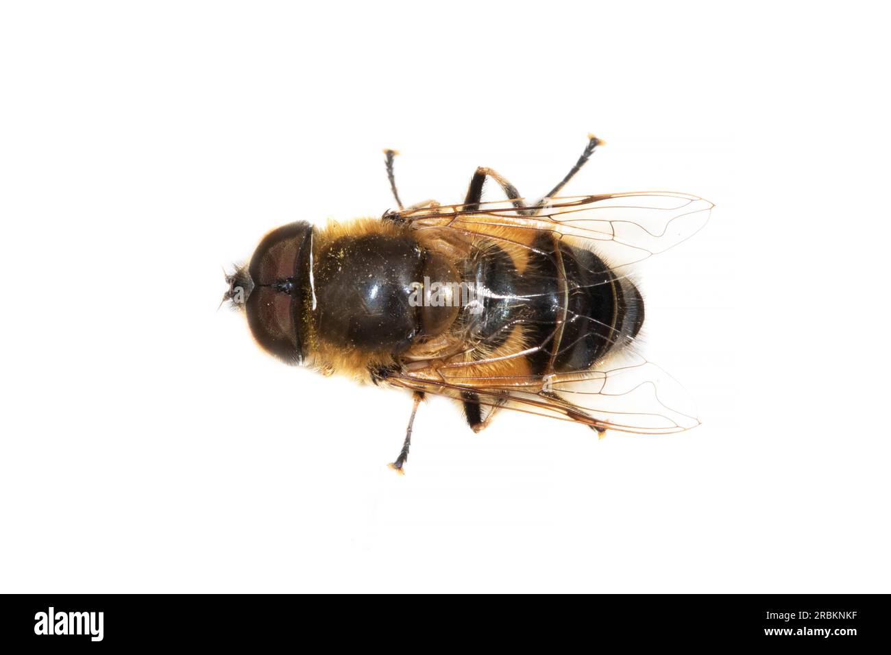 Glasflügelige Dronefly (Eristalis similis), Draufsicht, Ausschnitt, Niederlande Stockfoto