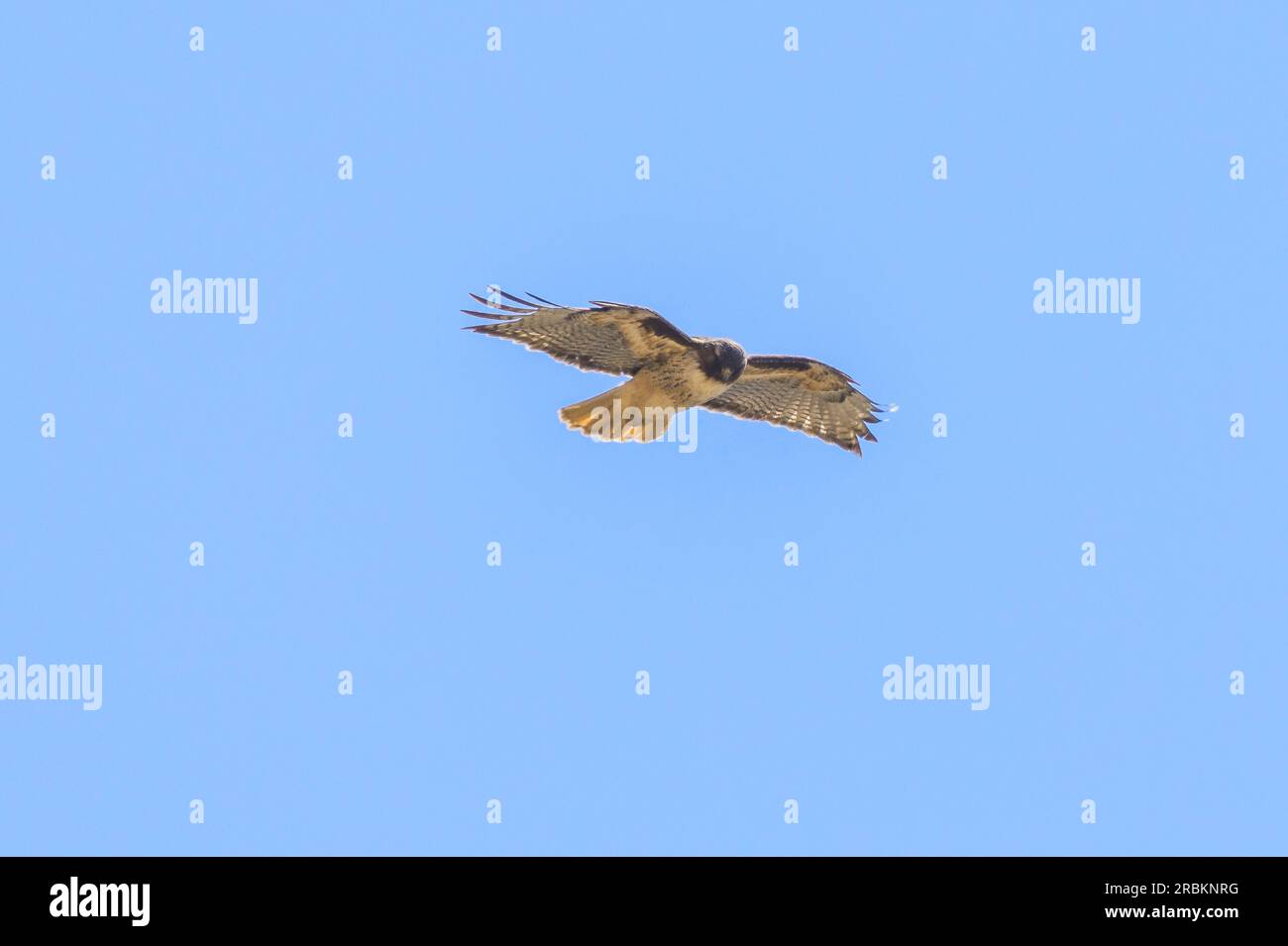 Rotschwanz-Falke (Buteo jamaicensis), der im Gegenwind in den USA, Kalifornien, Pacific Coast Highway aufsteigt Stockfoto