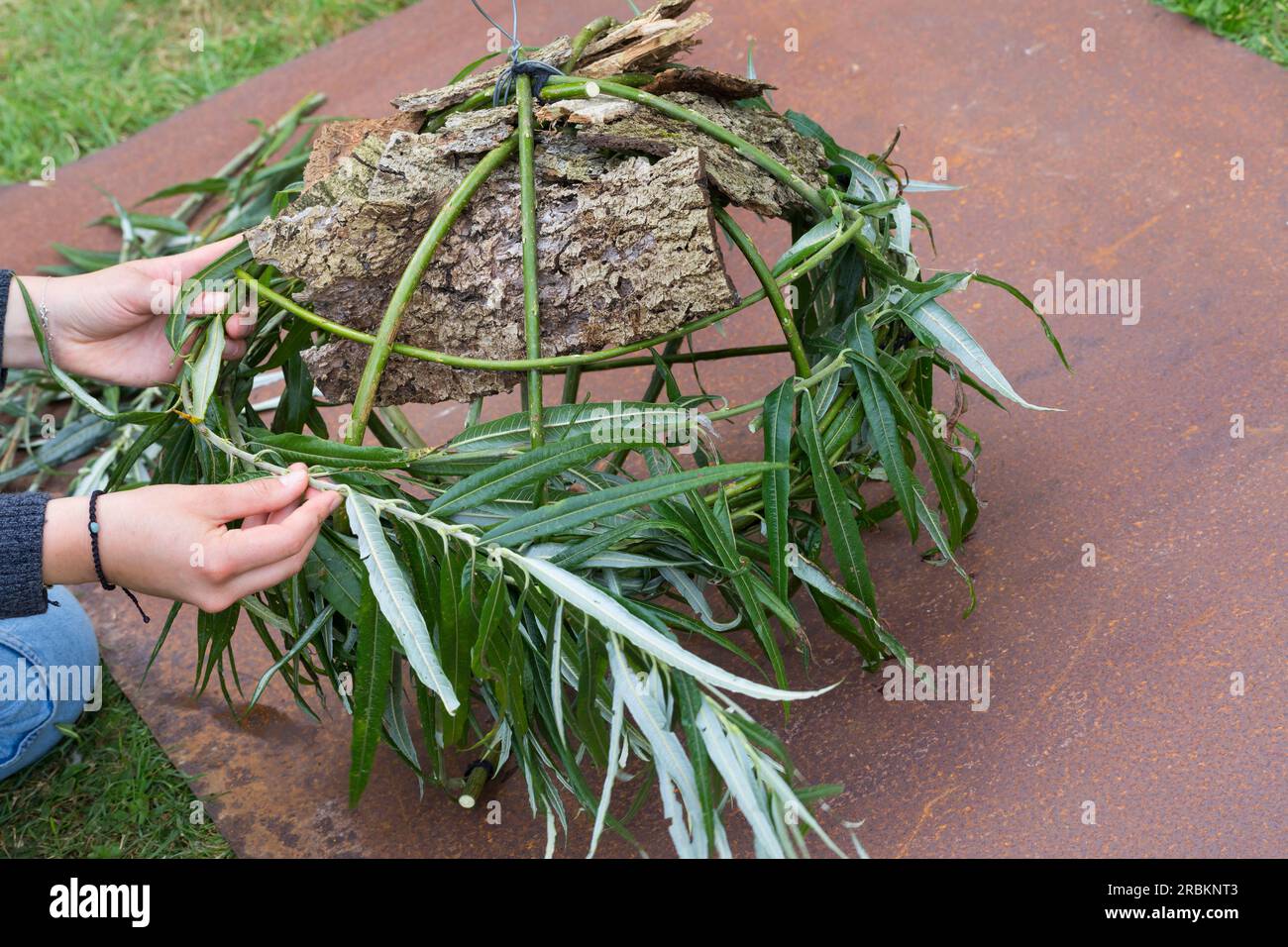 Europäisches Rotes Eichhörnchen, eurasisches Rotes Eichhörnchen (Sciurus vulgaris), Bau eines dreys, Schritt 6: Die Wand des Globus ist aus Zweigen, Strähnen, Moos geformt Stockfoto