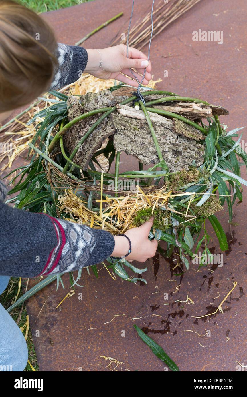 Europäisches Rotes Eichhörnchen, eurasisches Rotes Eichhörnchen (Sciurus vulgaris), Bau eines dreys, Schritt 6: Die Wand des Globus ist aus Zweigen, Strähnen, Moos geformt Stockfoto
