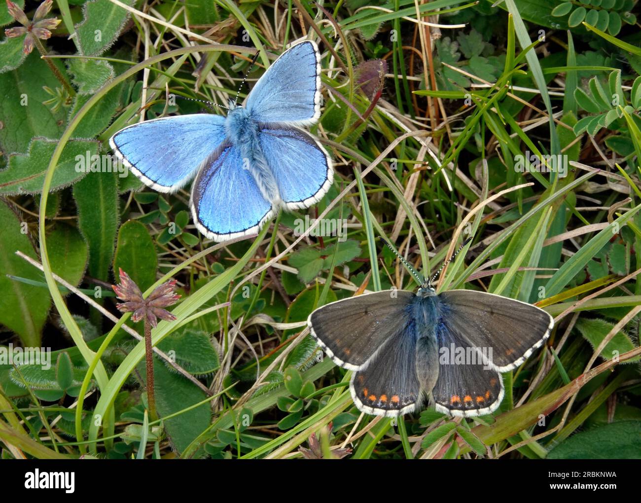 adonisblau (Polyommatus bellargus, Lysandra bellargus, Meleageria bellargus), Männlich und weiblich, Großbritisch Stockfoto