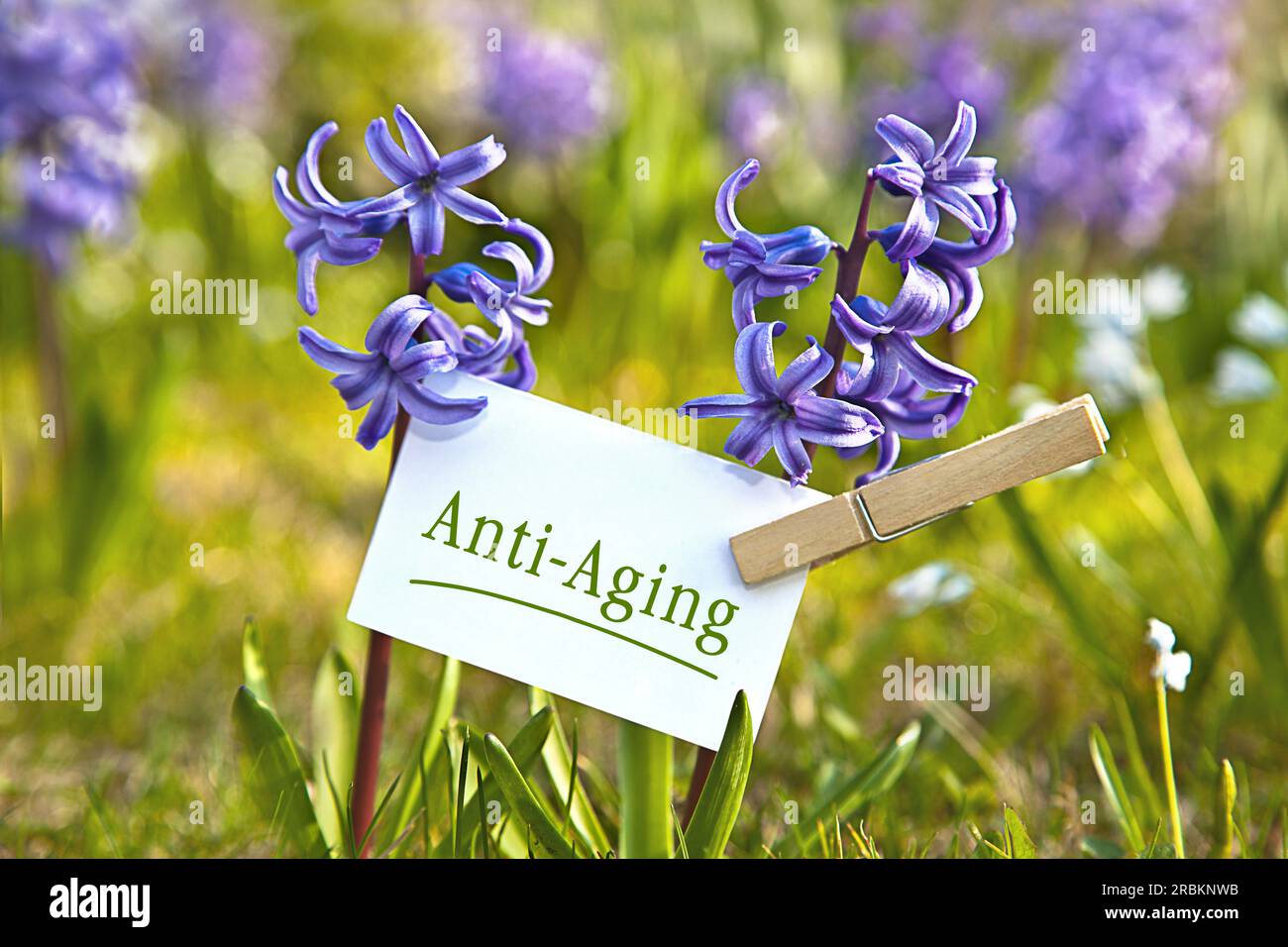 Memoblatt bei blauen Hyazinthen mit Anti-Aging-Schriftzug Stockfoto