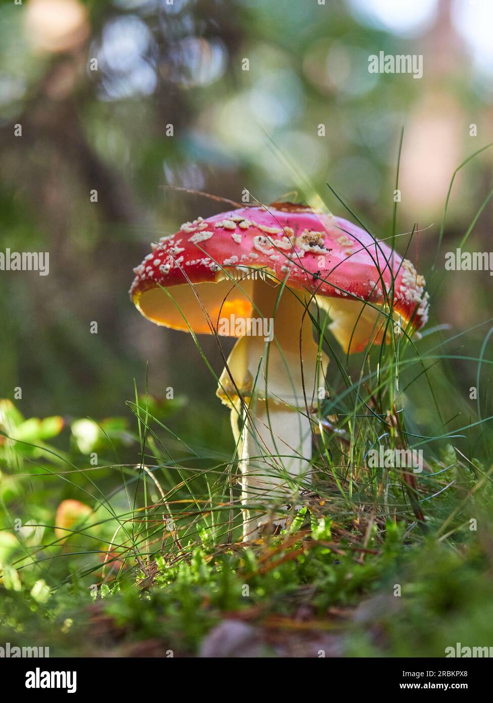 Fliege agarisch, Rotfliege agarisch, Amanita muscaria Stockfoto