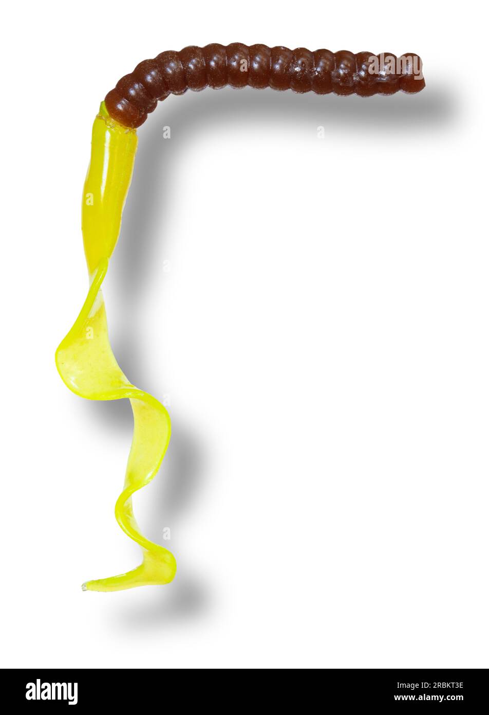 Falscher Fischwurm in Braun und Gelb mit hellen Schatten darunter Stockfoto