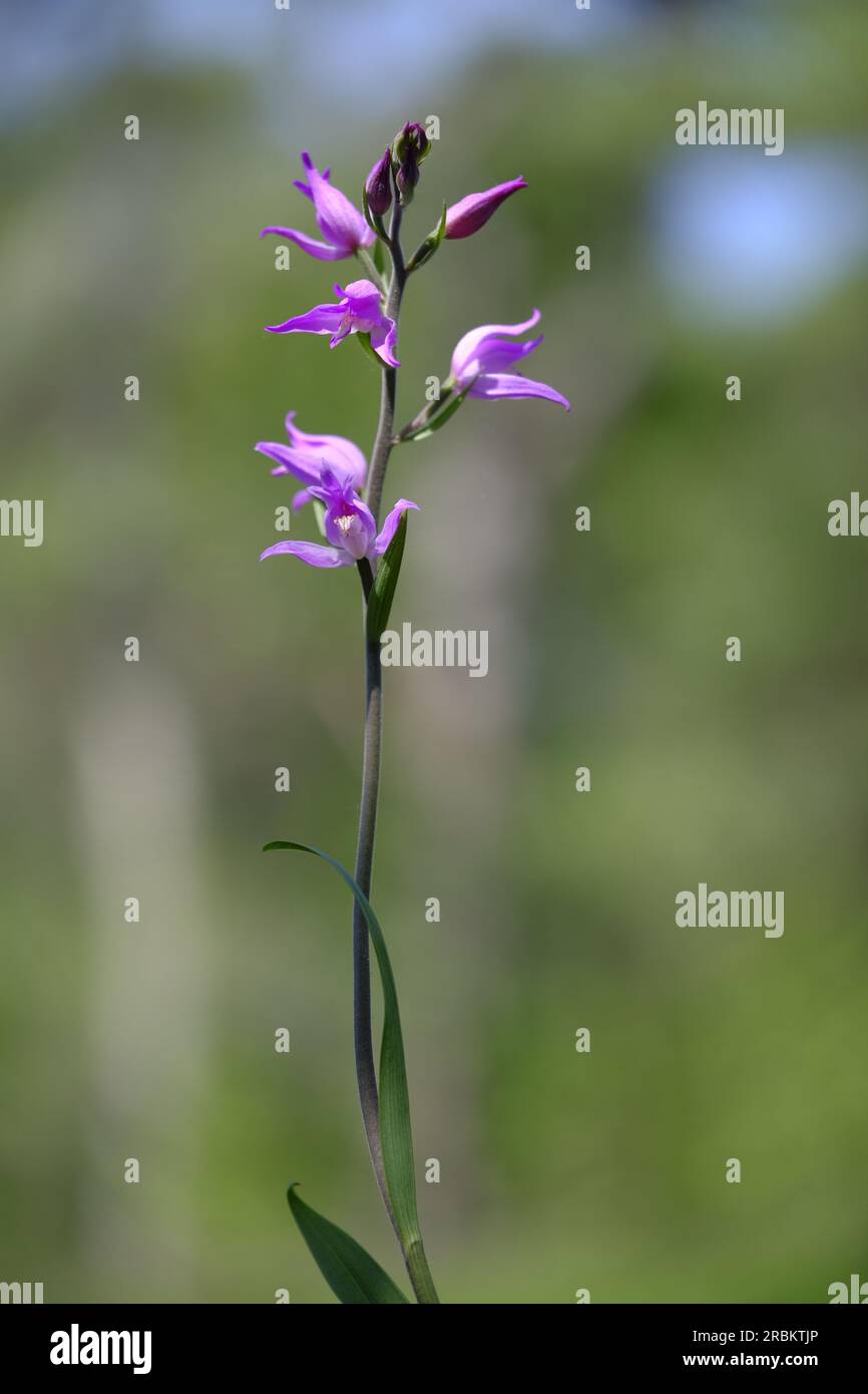 Roter Waldvogel, violetter Waldvogel, Waldvogel, Cephalanthera rubra Stockfoto