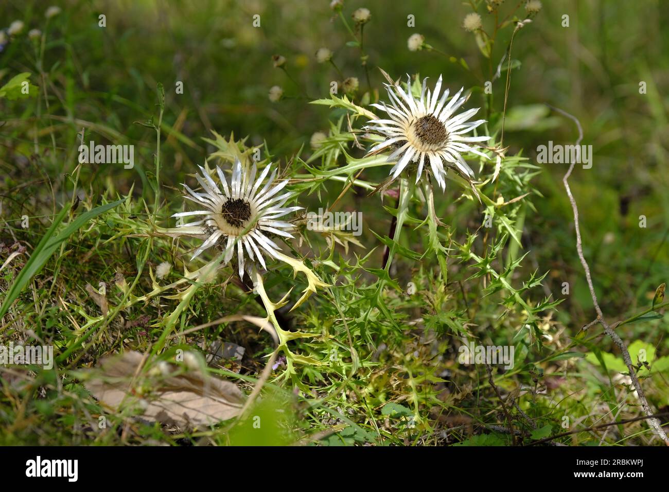 Silberne Distel, Carlina acaulis Stockfoto