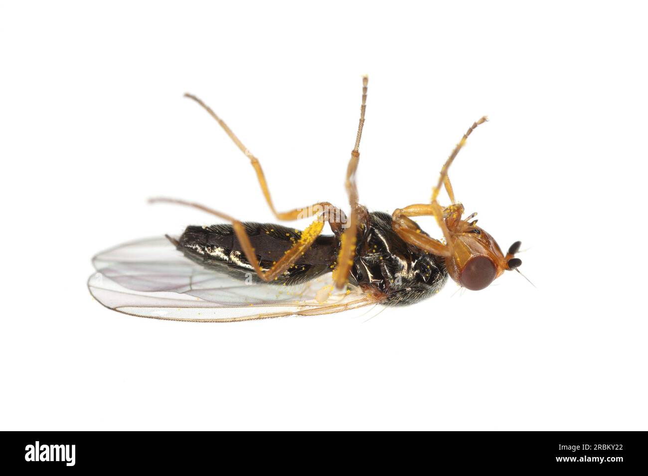 Karotten-Wurzelfliege, Chamaepsila Rosae, auch Psila rosa genannt. Blick auf ein lügendes, totes Insekt, isoliert auf weißem Hintergrund. Stockfoto