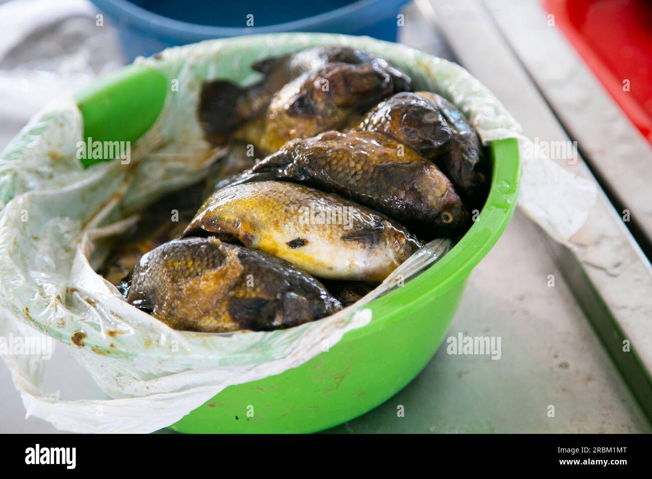 Carachi oder Karache ist der beliebte Name, der in Peru, Bolivien und Chile verwendet wird, um mehrere Arten von essbaren Fischen der Gattung Orestias zu bezeichnen, die dort leben Stockfoto