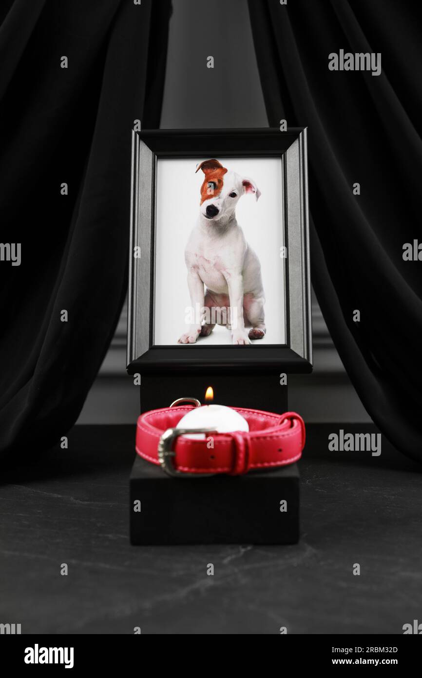 Rahmen mit Bild von Hund, Halsband und brennender Kerze auf grauem Tisch. Haustierbeerdigung Stockfoto