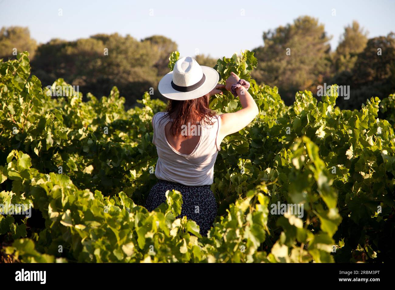 Weinbauarbeiten Stockfoto