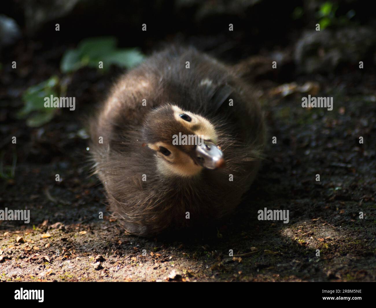 Süßes kleines Entlein, das sich die Kamera anschaut Stockfoto