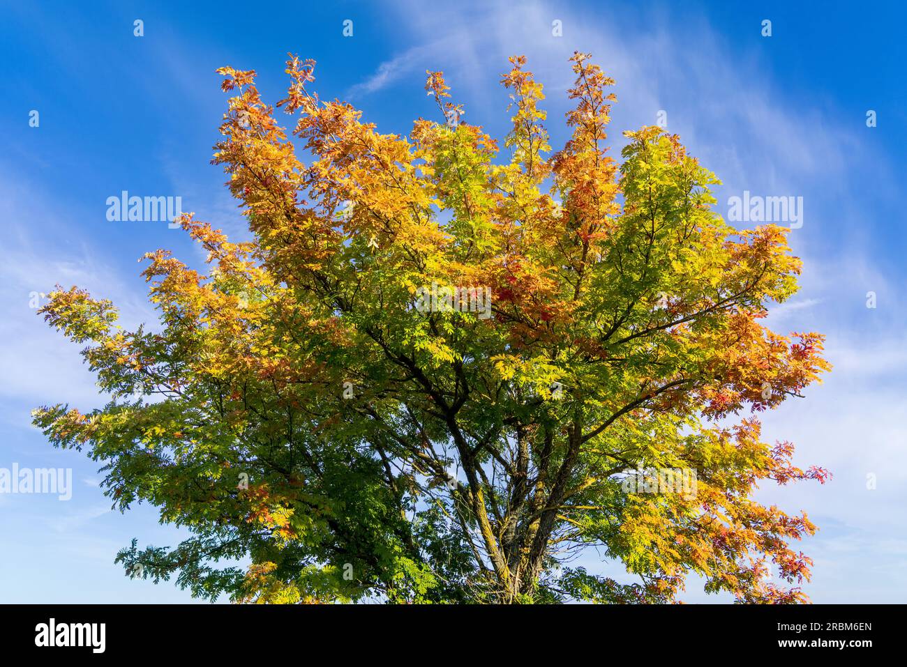Herbsttreppe im Sonnenlicht, Toskana, Italien Stockfoto