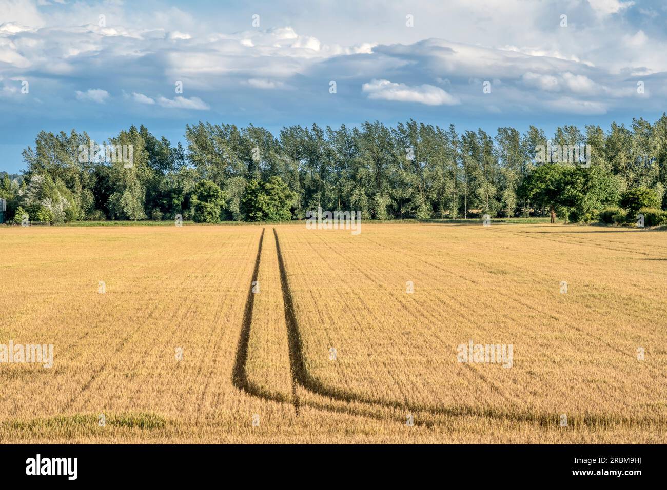 Maisanbau auf einem Feld in Norfolk. Stockfoto