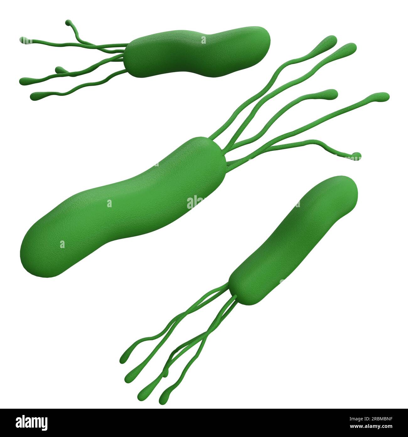 Helicobacter pylori-Bakterien 3D geben ein realistisches Medizinsymbol für Logo isoliert mit Schnittpfad. Mikrobiologische Gesundheit menschliche Illustration Stockfoto