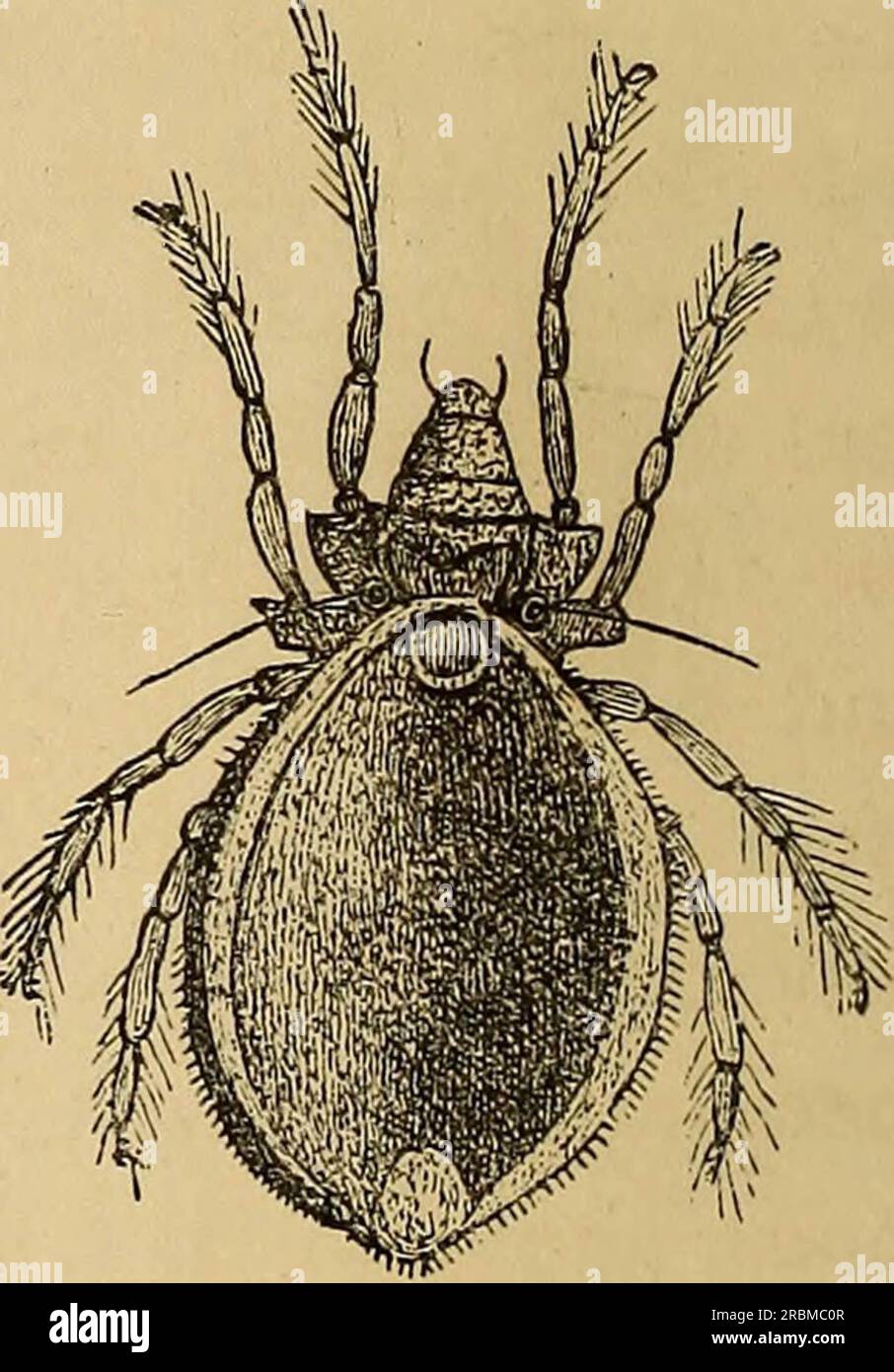 'Wirtschaftliche Entomologie' (1877) Stockfoto