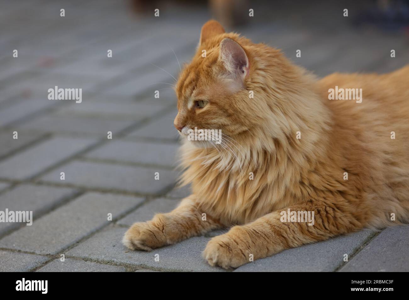 Eine Ingwerkatze, die auf Fliesen liegt. Schließen. Stockfoto