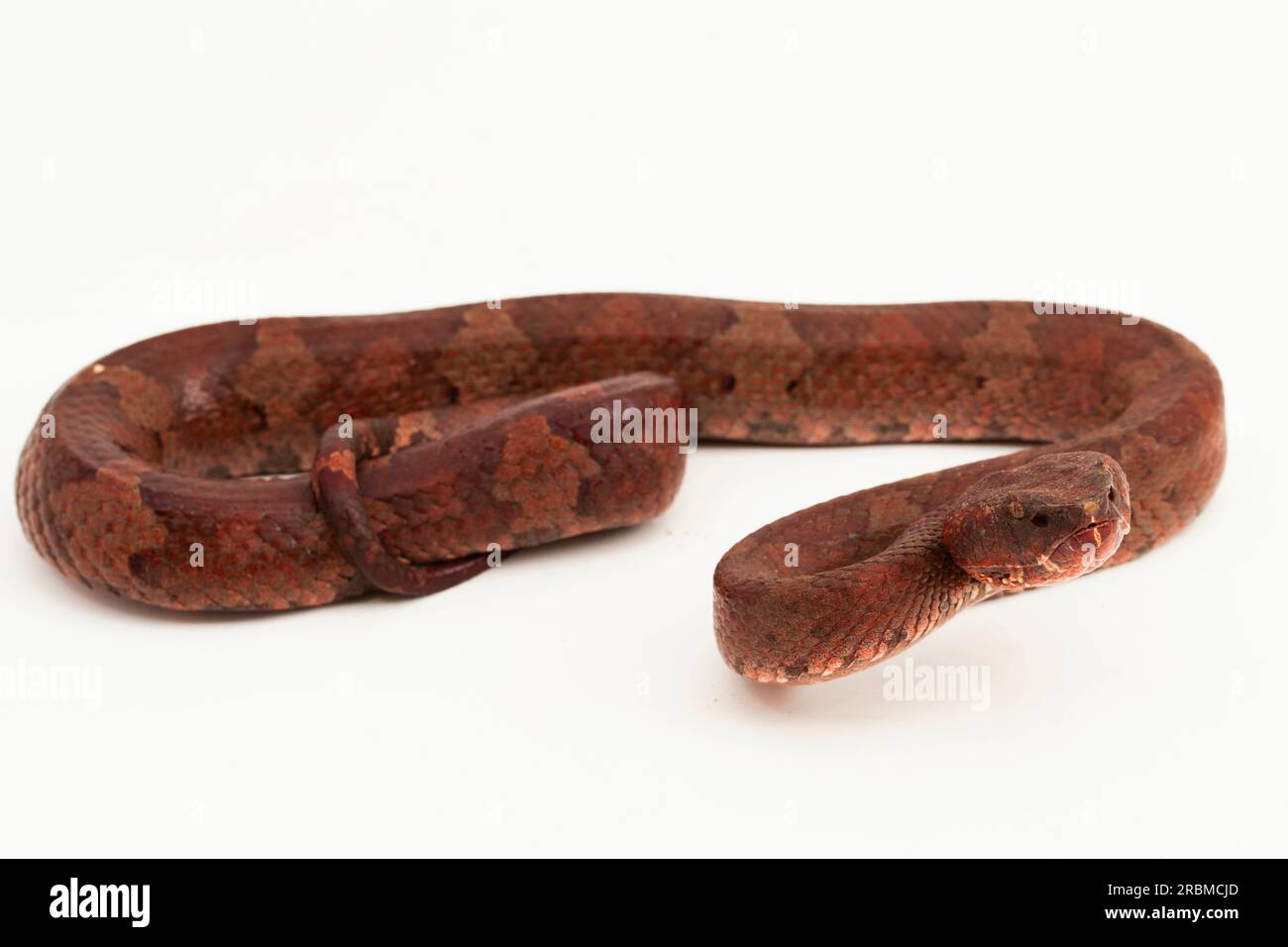 Flachnasige Pitviper-Schlange Craspedocephalus Trimeresurus puniceus isoliert auf weißem Hintergrund Stockfoto