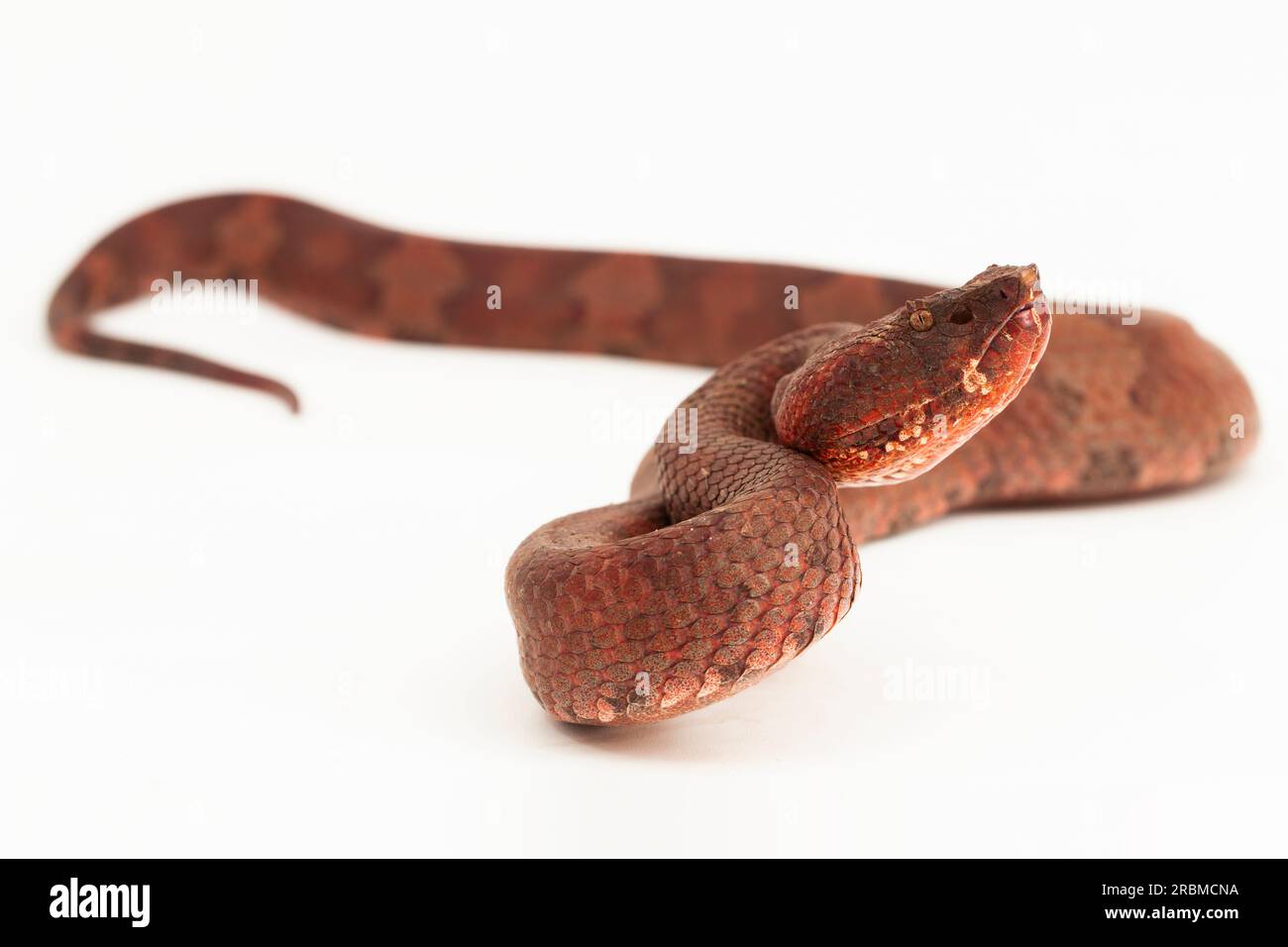 Flachnasige Pitviper-Schlange Craspedocephalus Trimeresurus puniceus isoliert auf weißem Hintergrund Stockfoto
