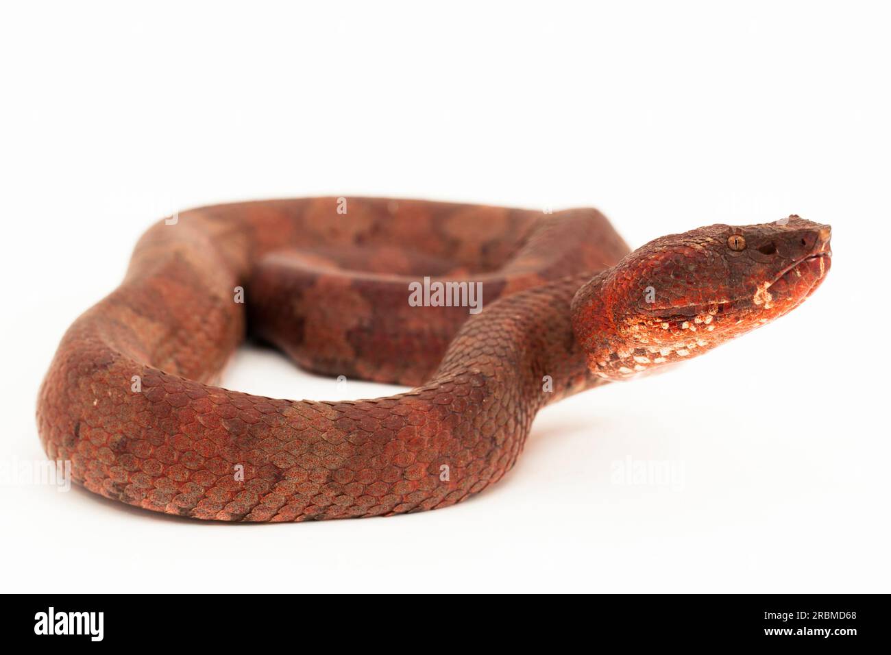 Flachnasige Pitviper-Schlange Craspedocephalus Trimeresurus puniceus isoliert auf weißem Hintergrund Stockfoto