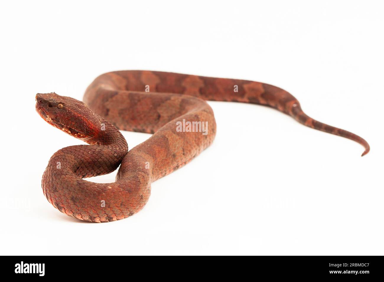 Flachnasige Pitviper-Schlange Craspedocephalus Trimeresurus puniceus isoliert auf weißem Hintergrund Stockfoto