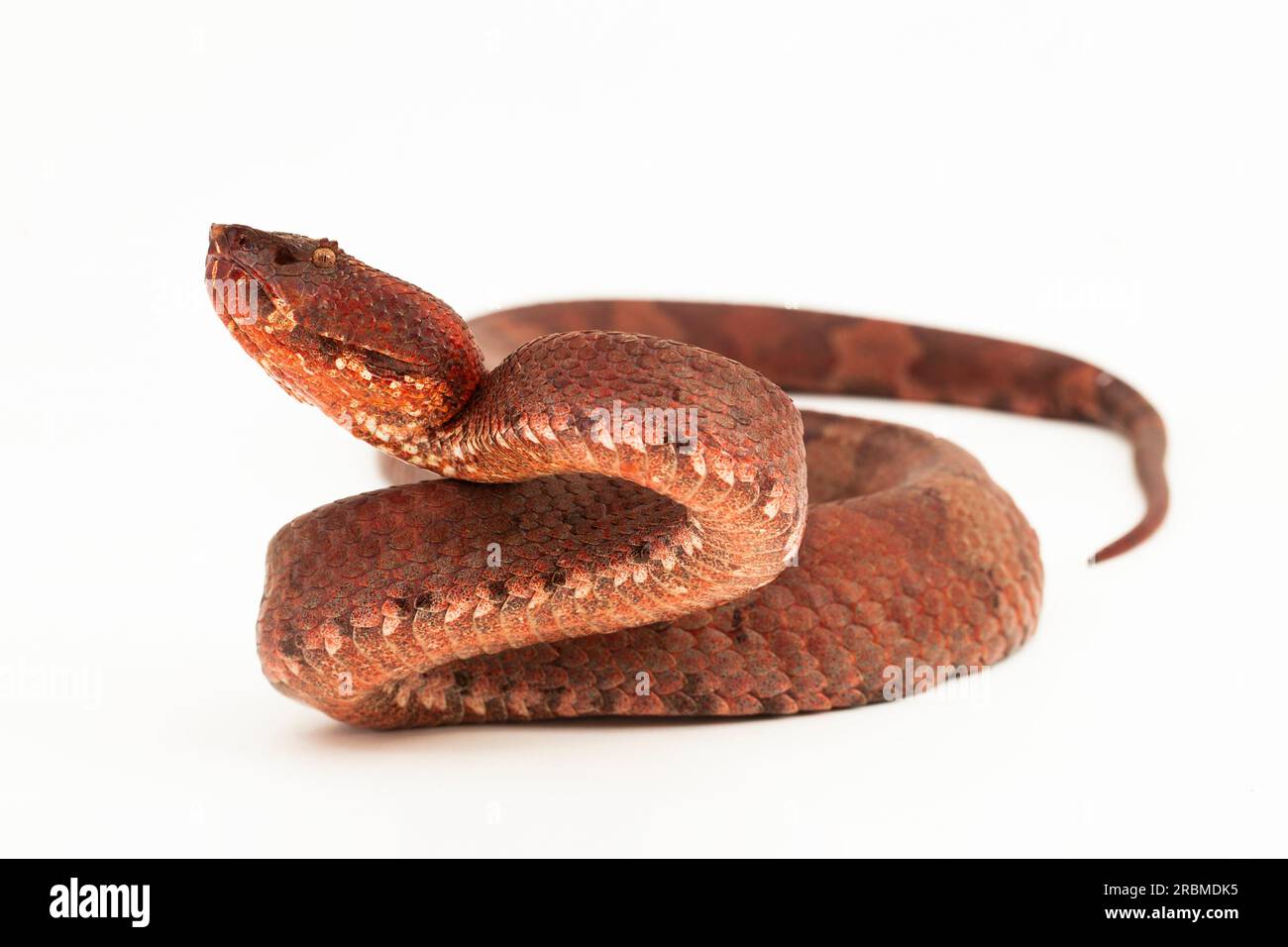 Flachnasige Pitviper-Schlange Craspedocephalus Trimeresurus puniceus isoliert auf weißem Hintergrund Stockfoto