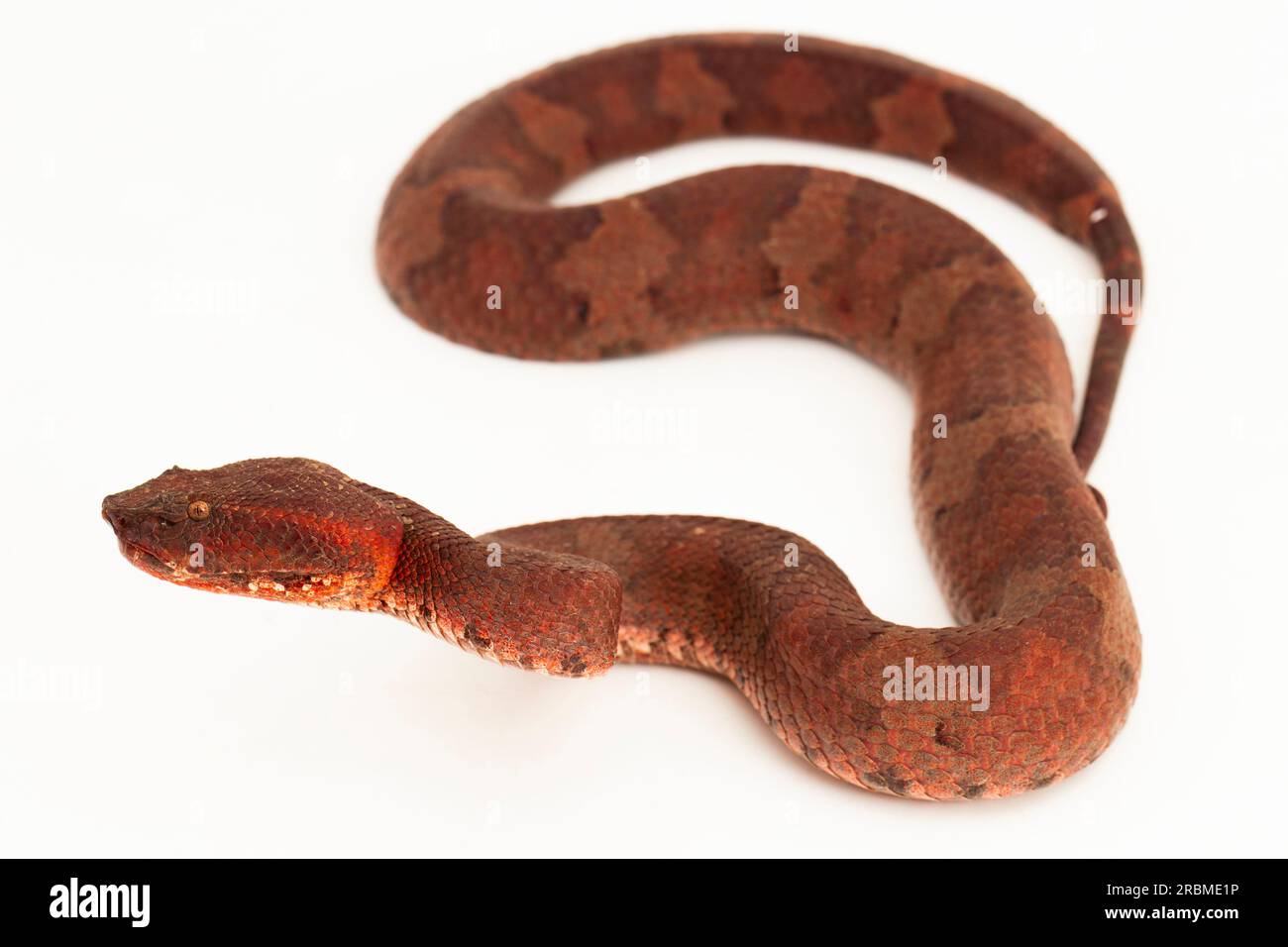 Flachnasige Pitviper-Schlange Craspedocephalus Trimeresurus puniceus isoliert auf weißem Hintergrund Stockfoto