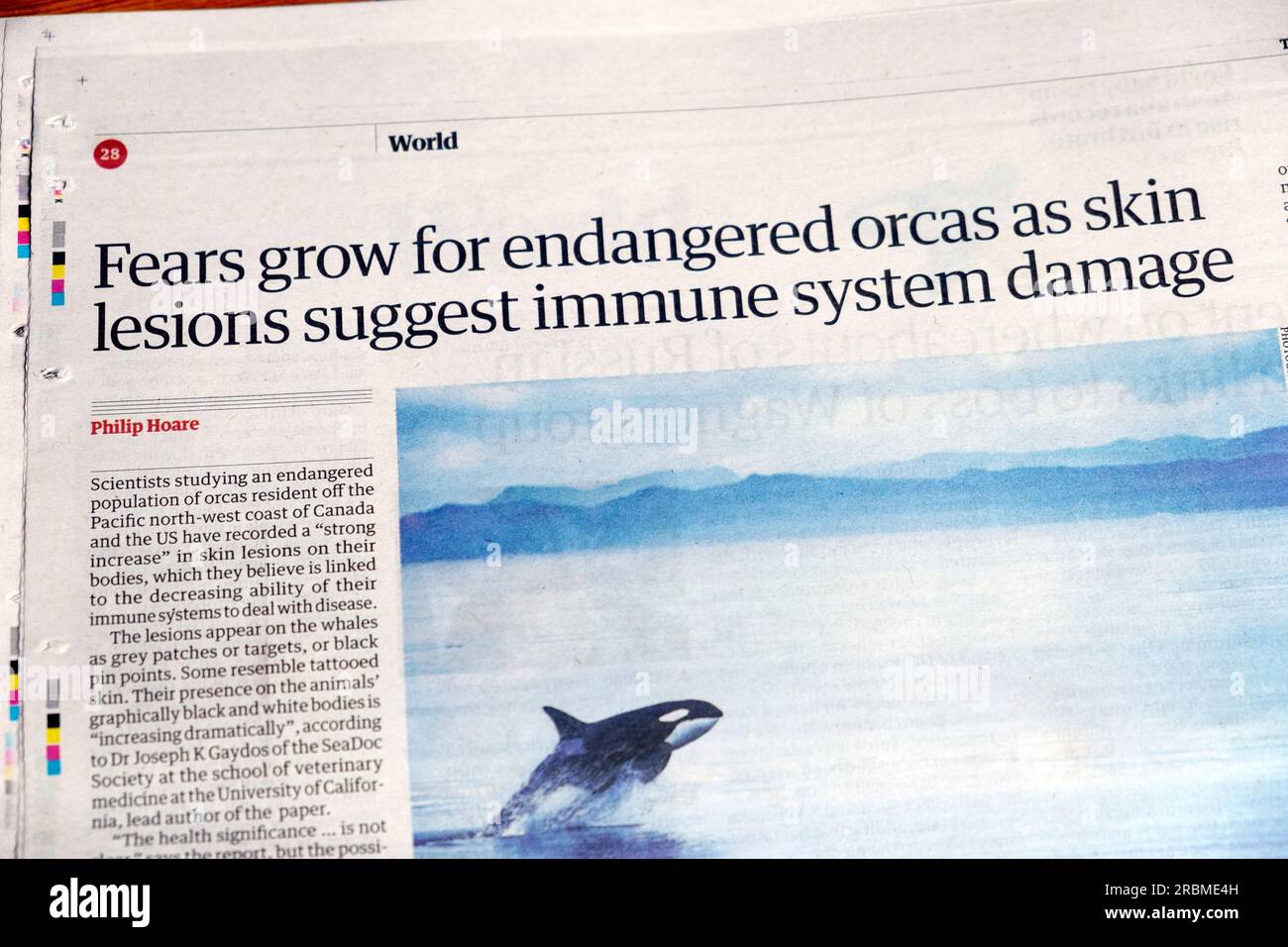 „Ängste wachsen für gefährdete Orcas, da Hautläsionen auf eine Schädigung des Immunsystems hinweisen“ Schlagzeile der Zeitung Guardian Stockfoto