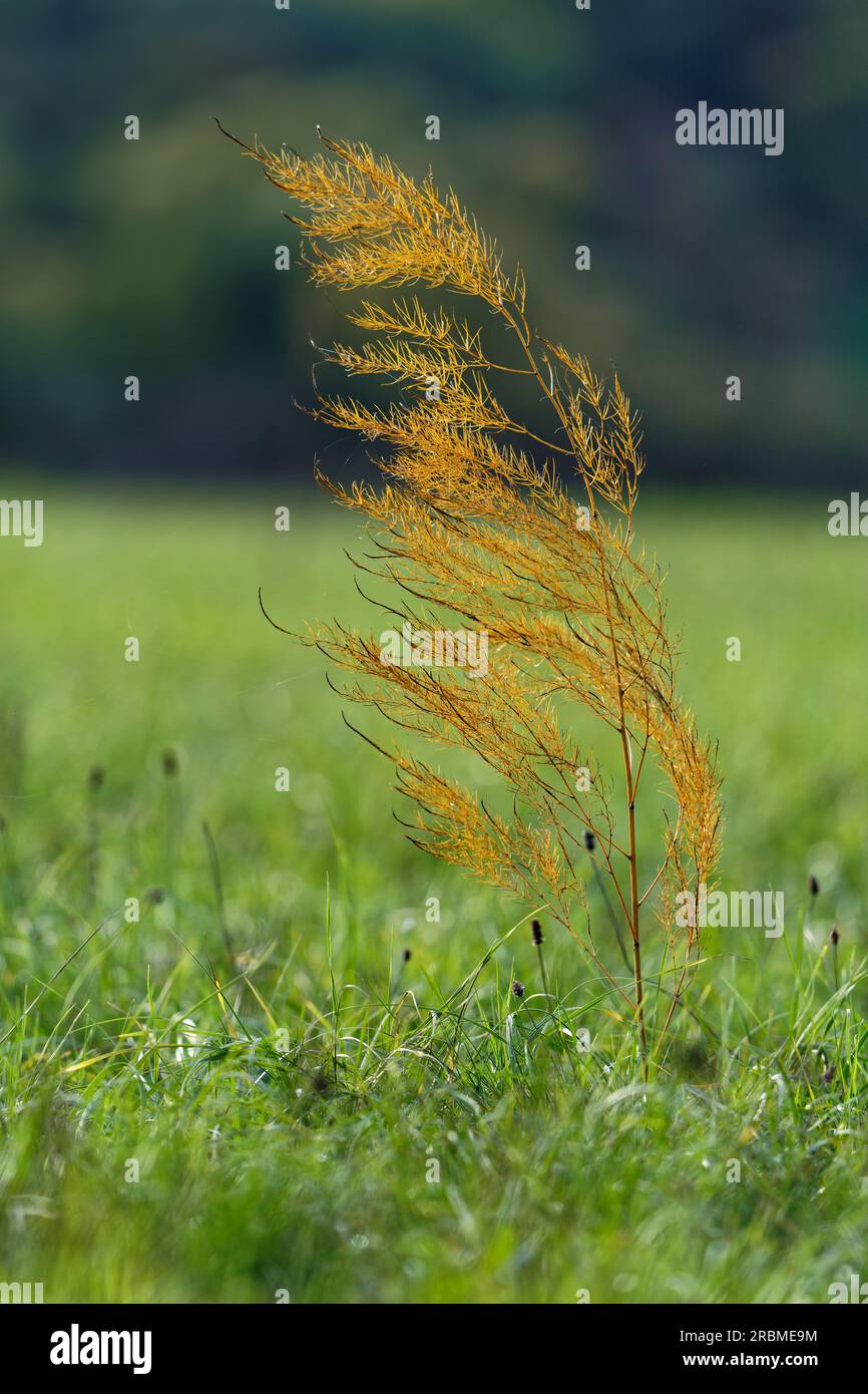 Wilder Spargel oder gewöhnlicher Spargel, Spargel officinalis, gegen das Licht Stockfoto