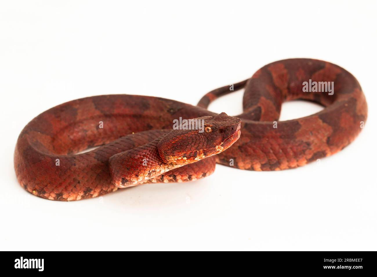 Flachnasige Pitviper-Schlange Craspedocephalus Trimeresurus puniceus isoliert auf weißem Hintergrund Stockfoto