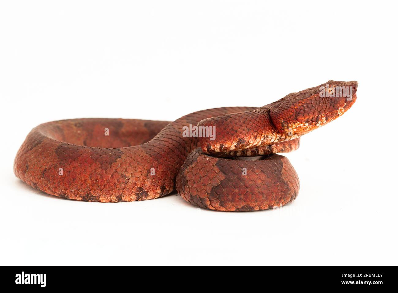 Flachnasige Pitviper-Schlange Craspedocephalus Trimeresurus puniceus isoliert auf weißem Hintergrund Stockfoto