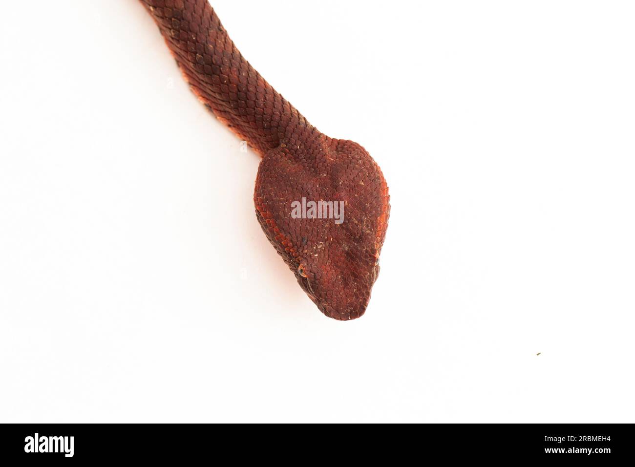 Flachnasige Pitviper-Schlange Craspedocephalus Trimeresurus puniceus isoliert auf weißem Hintergrund Stockfoto