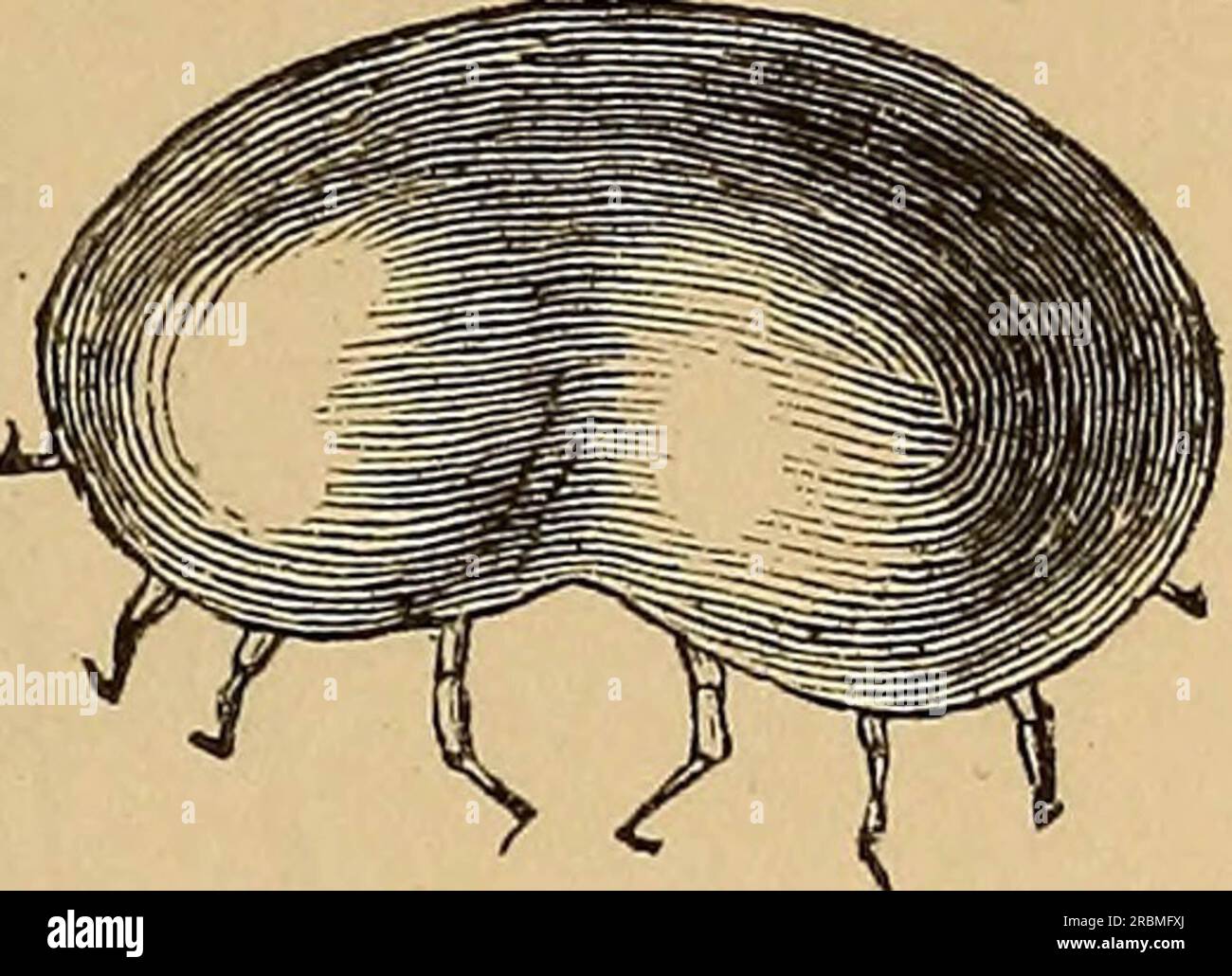 'Wirtschaftliche Entomologie' (1877) Stockfoto